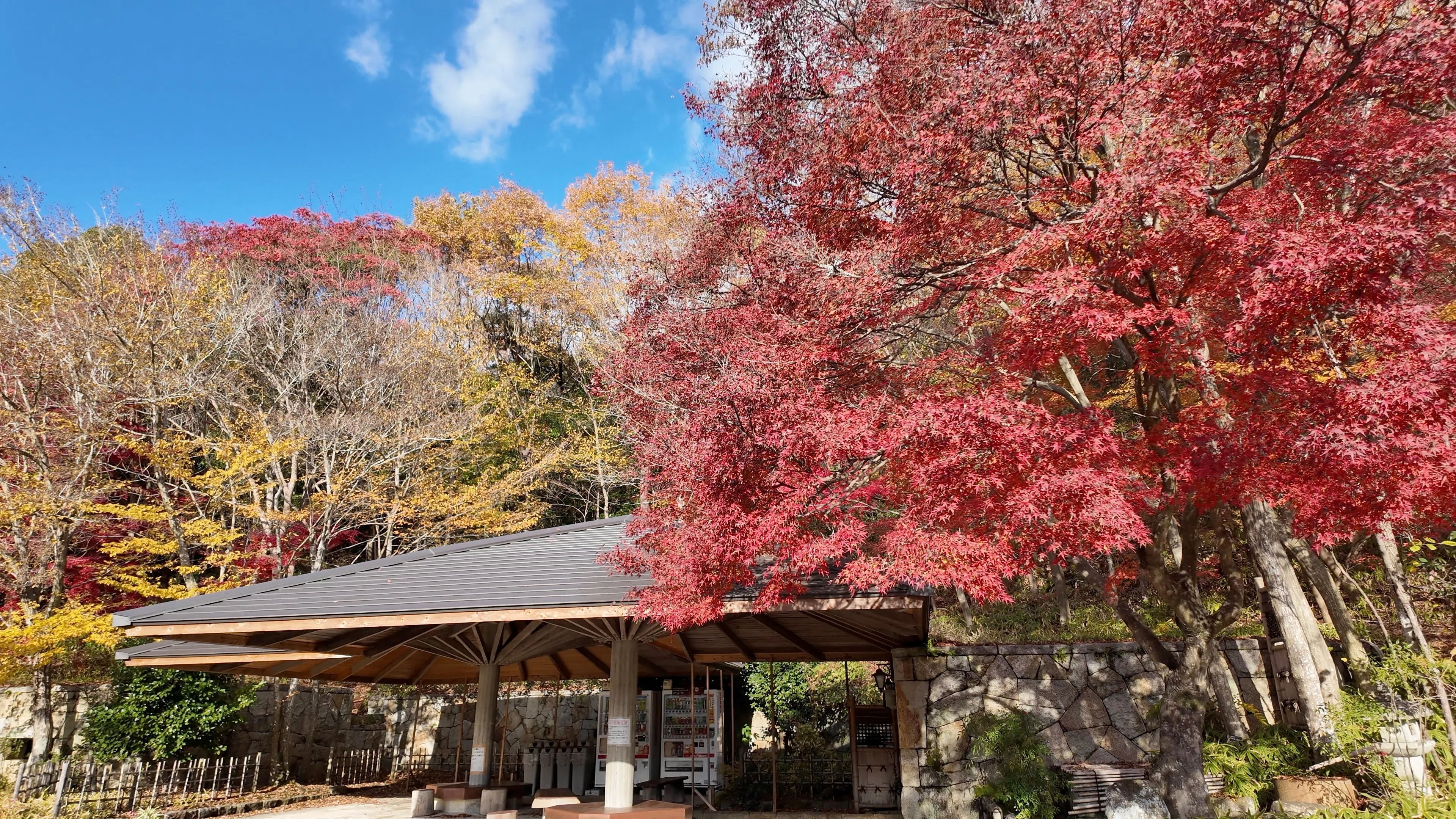 愛知県緑化センター】香嵐渓より静かな豊田市の紅葉穴場 — 日本庭園と