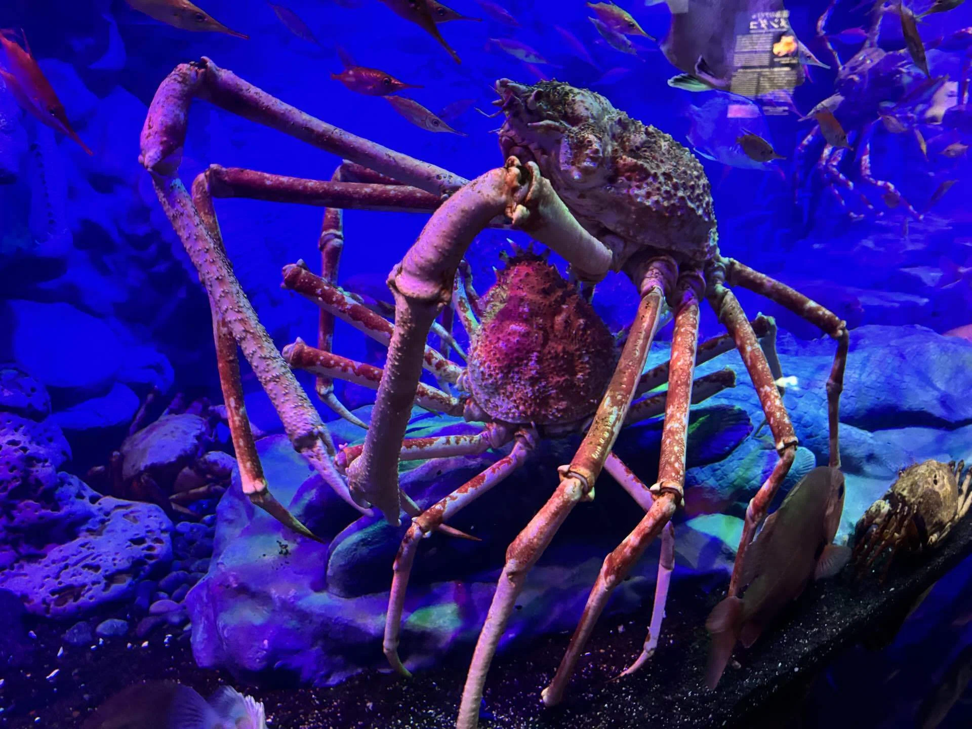 子連れでお出かけ】沼津港深海水族館〜ドラえもんを添えて〜｜4児ママ