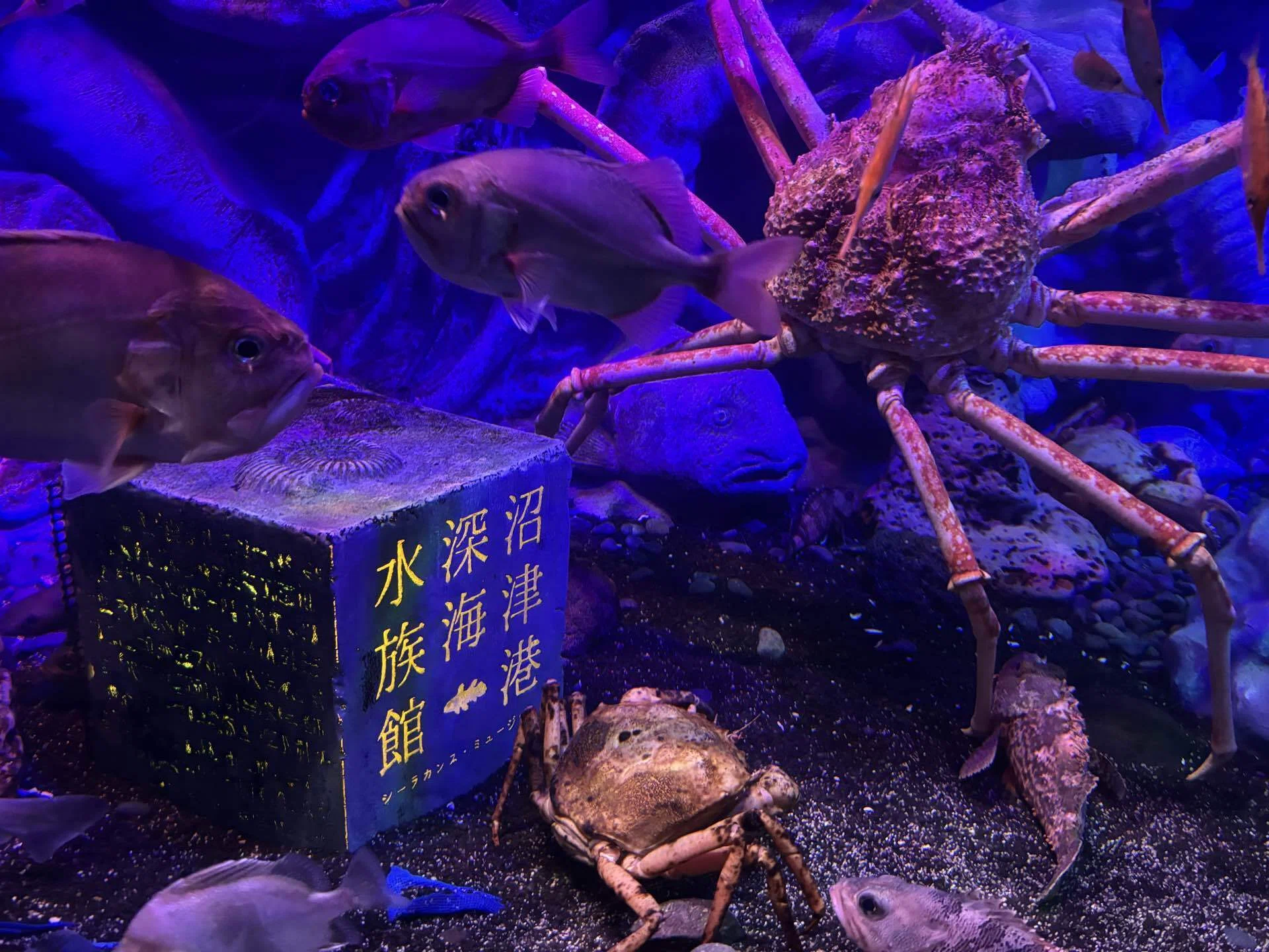 専用❤みかん＊超超特価⭐ふわとろ☆８重ガーゼ⭐特大ブランケット⭐魚＊水族館 子連れでお出かけ】沼津港深海水族館〜ドラえもんを添えて〜｜4児ママ