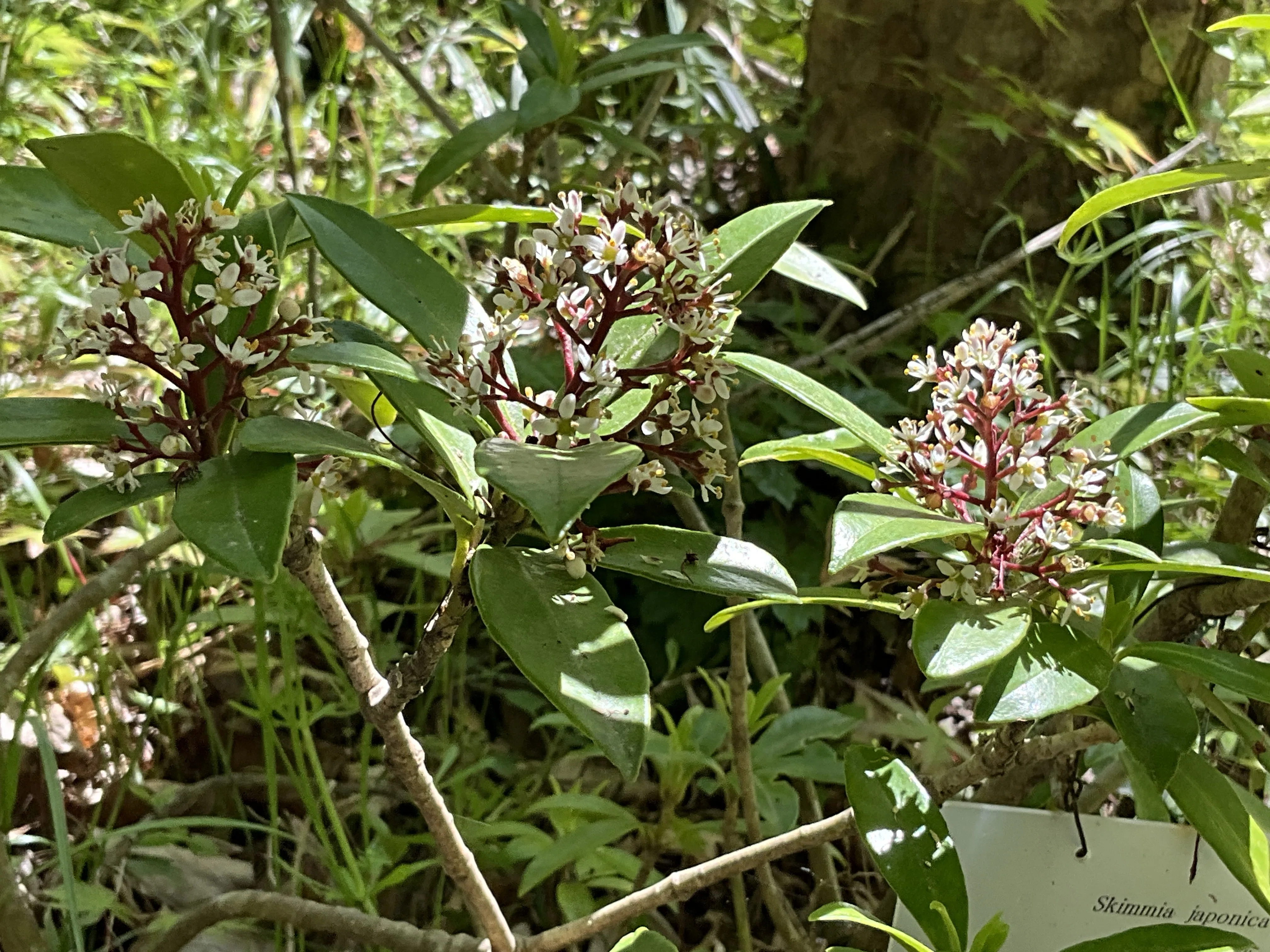 ミヤマシキミ（京都府立植物園）：2026年4月12日（日）｜藤井秀昭