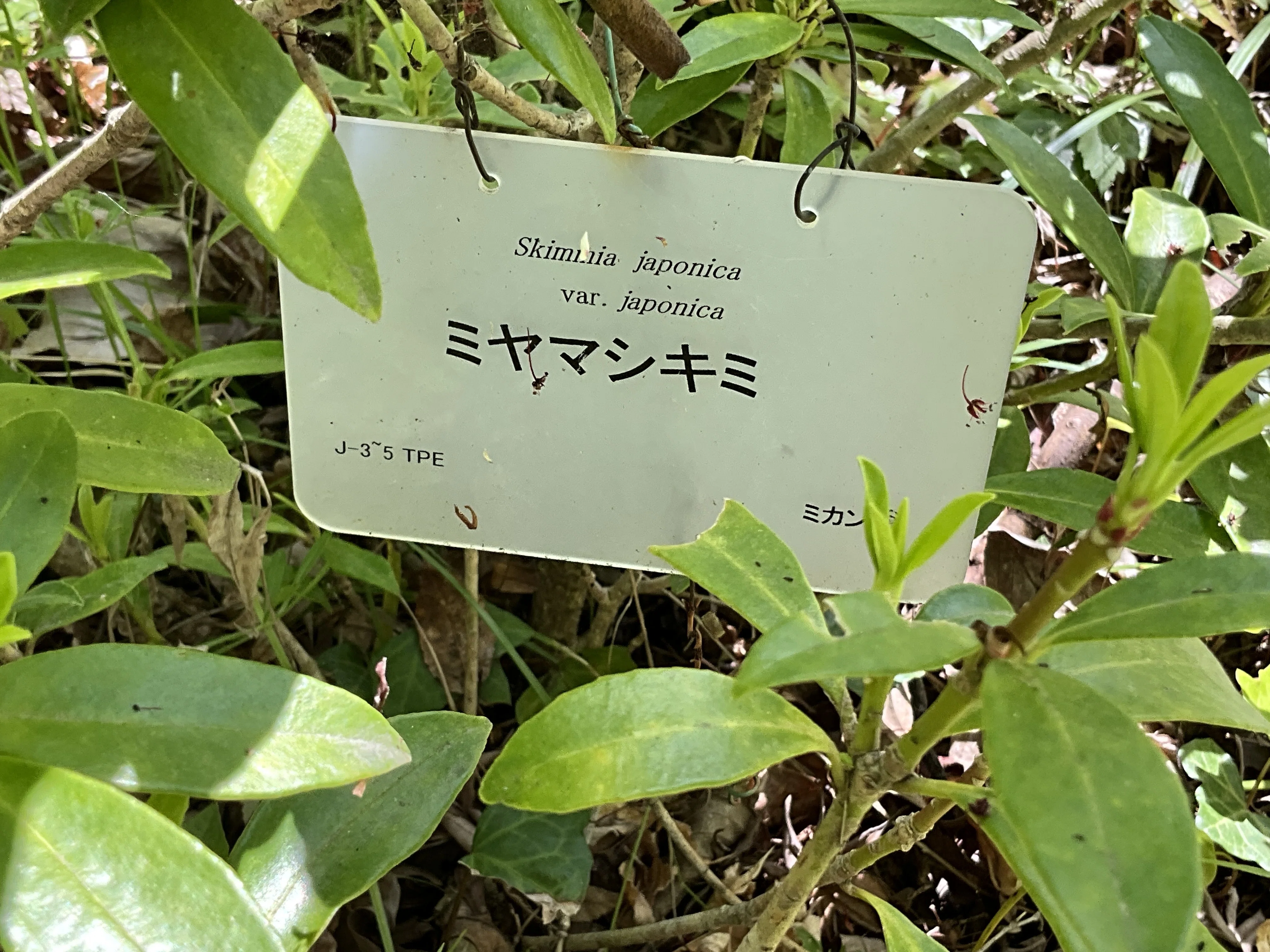 ミヤマシキミ（京都府立植物園）：2026年4月12日（日）｜藤井秀昭