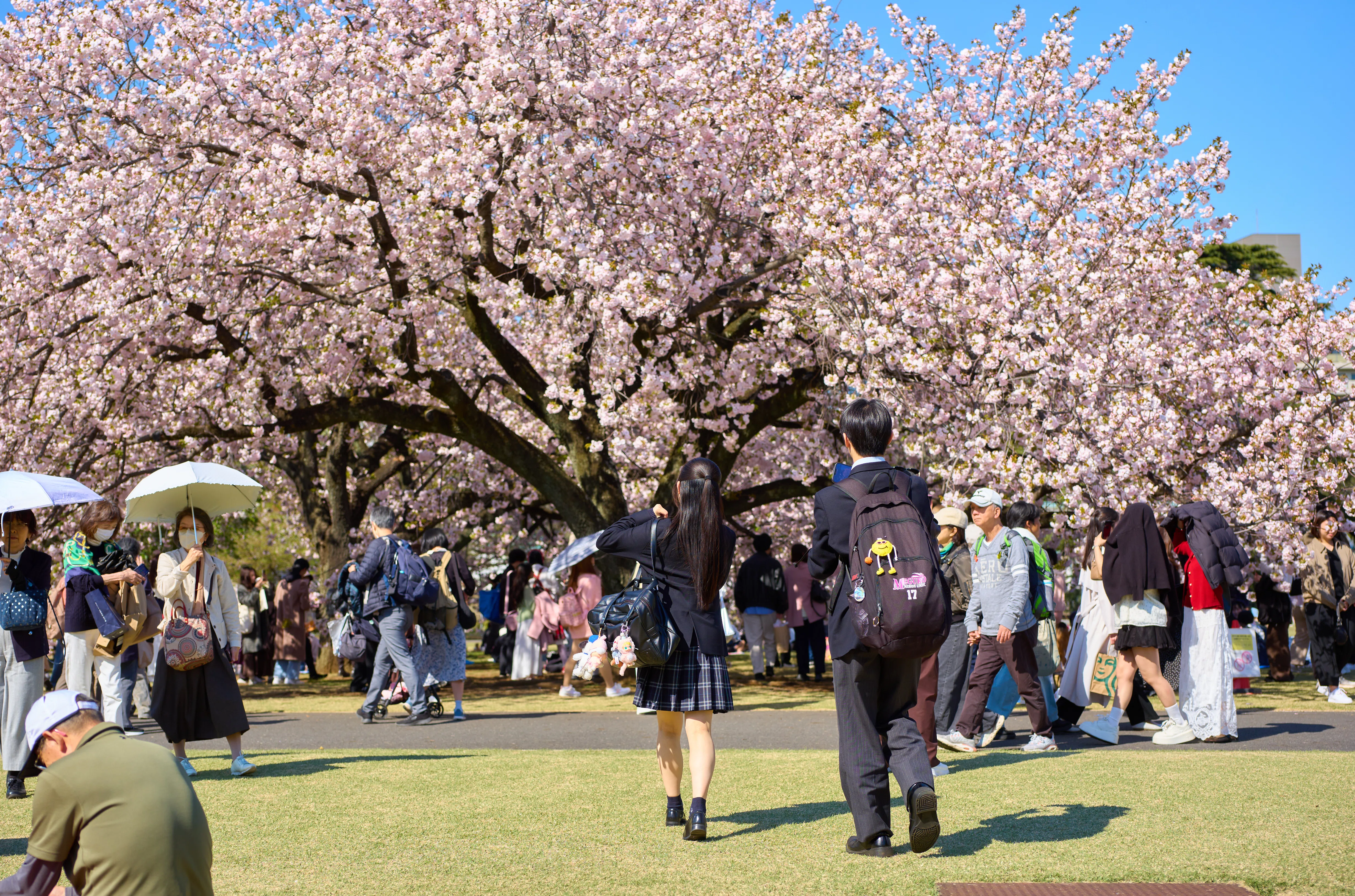 レア 岩国基地 2017 桜 SAKURA 2017年・桜♡ありがとう | 癒しの和歌山