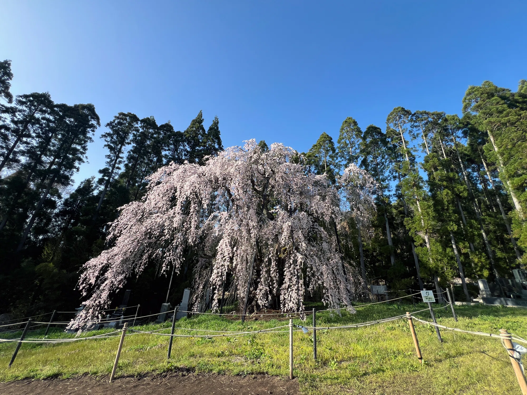 長野県高山村の桜と星空｜星空写真家 × 会社役員 | 「好き」を「得意