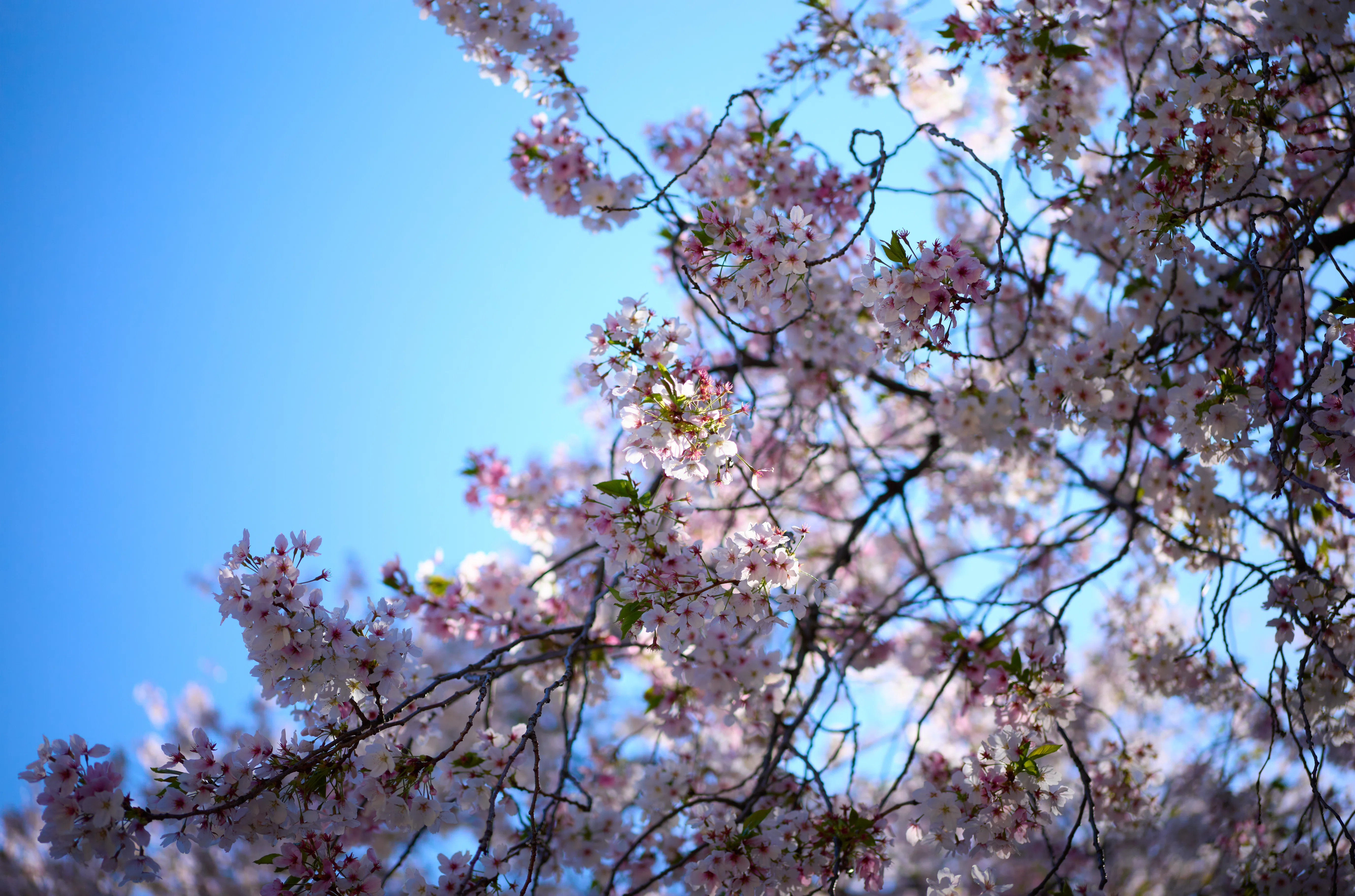 今期ラストチャンスの桜を見に🌸｜dRoiD
