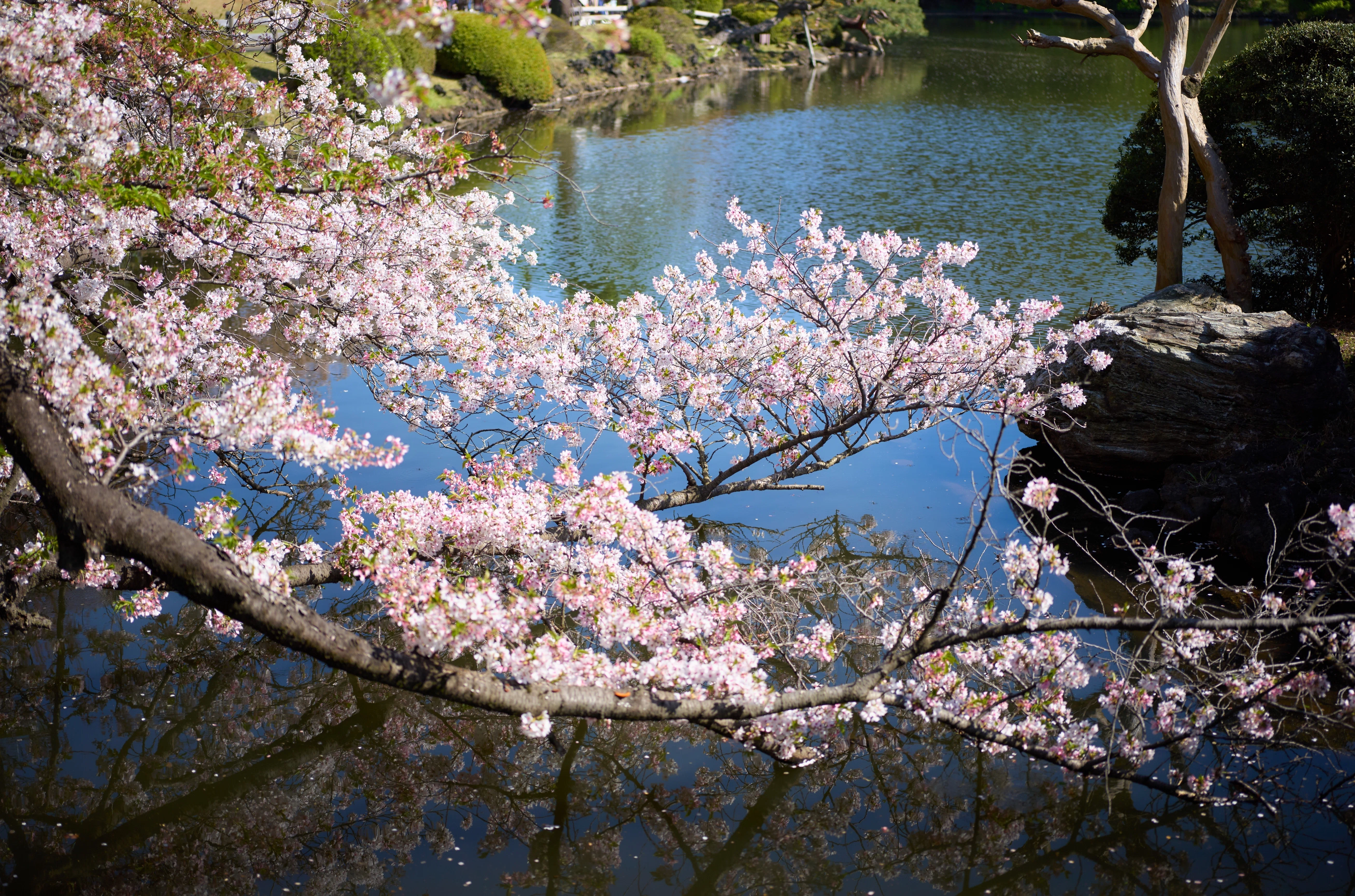 今期ラストチャンスの桜を見に🌸｜dRoiD