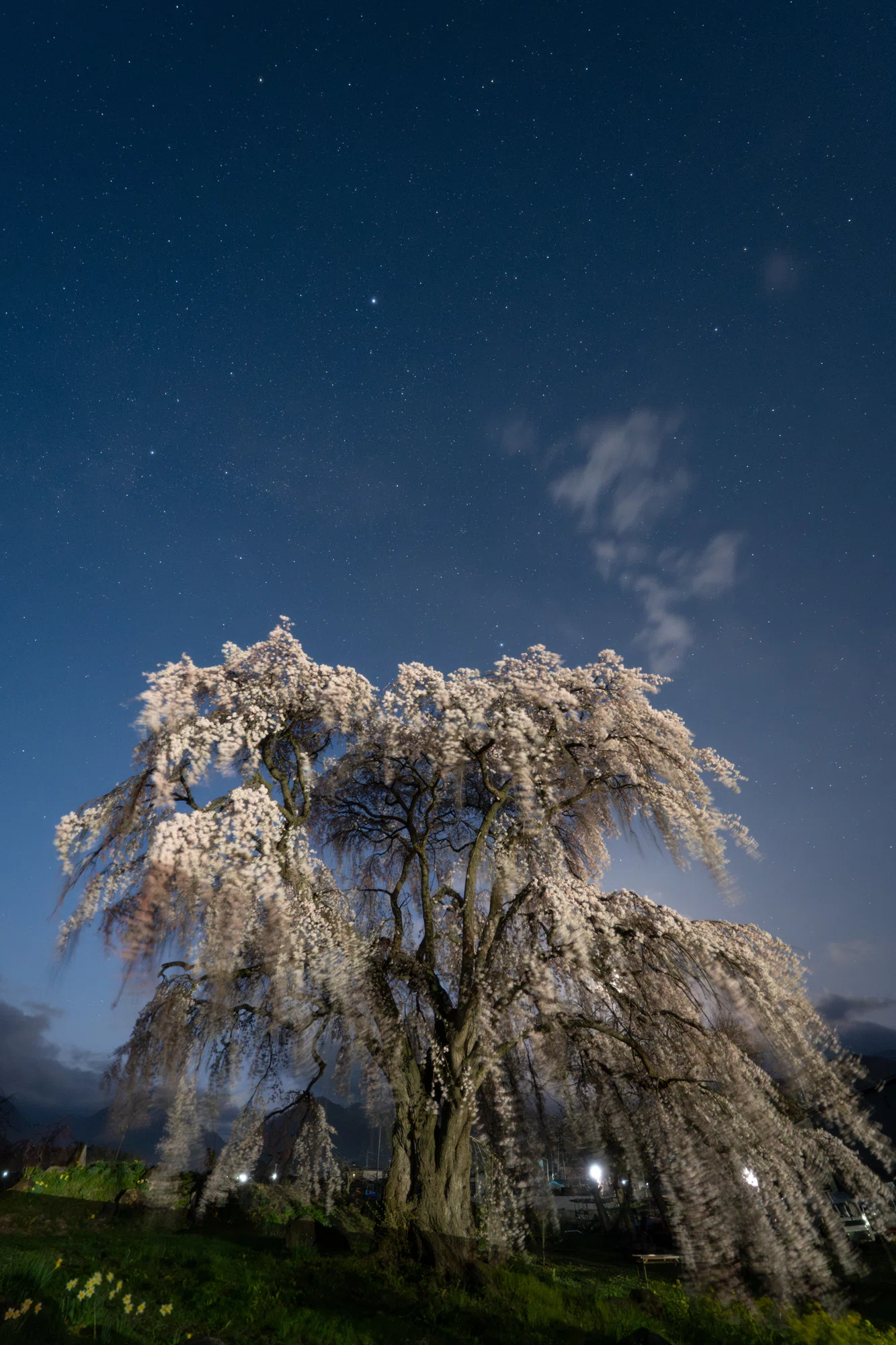 長野県高山村の桜と星空｜星空写真家 × 会社役員 | 「好き」を「得意