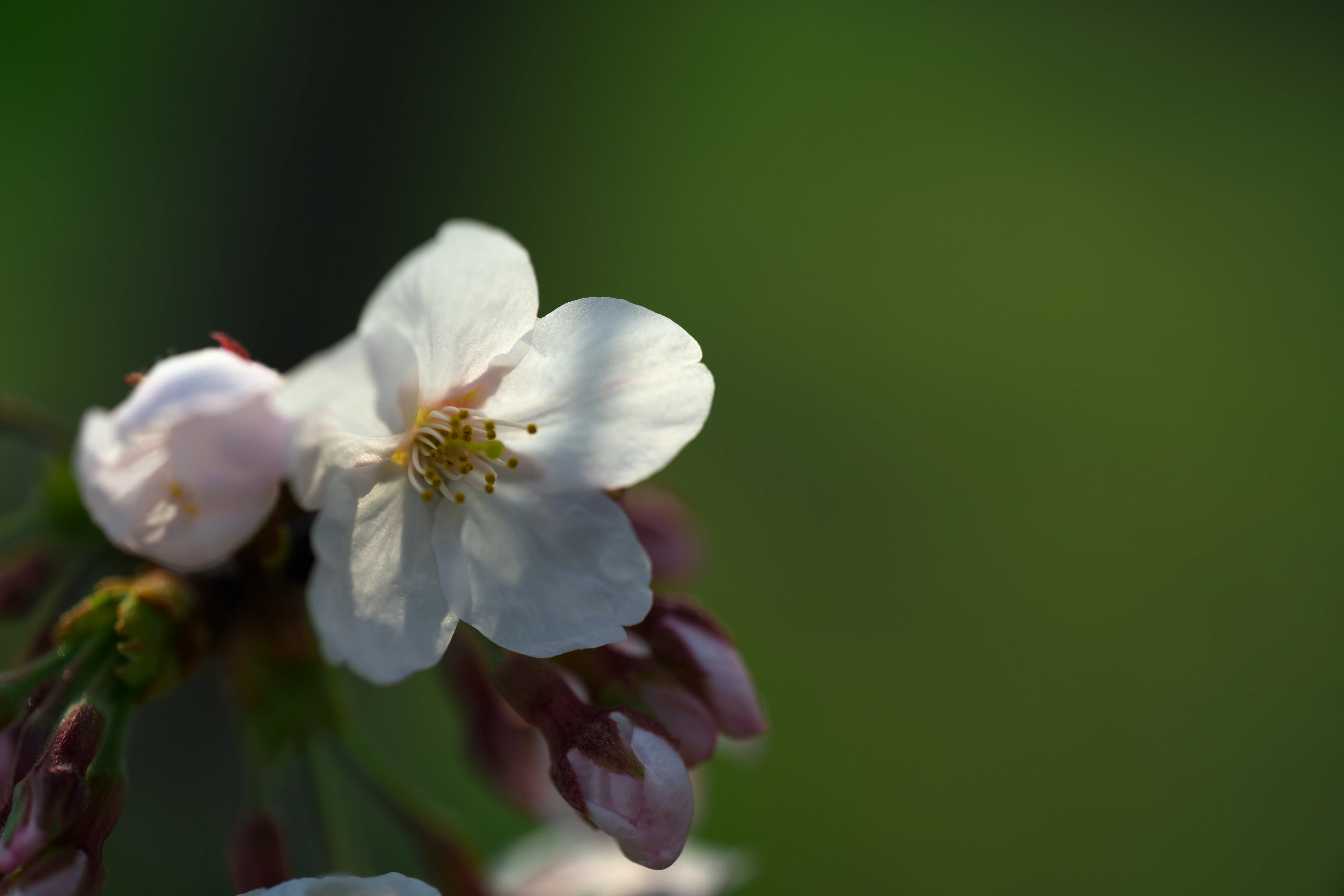 東京で小さくお花見を楽しむ｜shunki | ちょうど写真の沼にいます