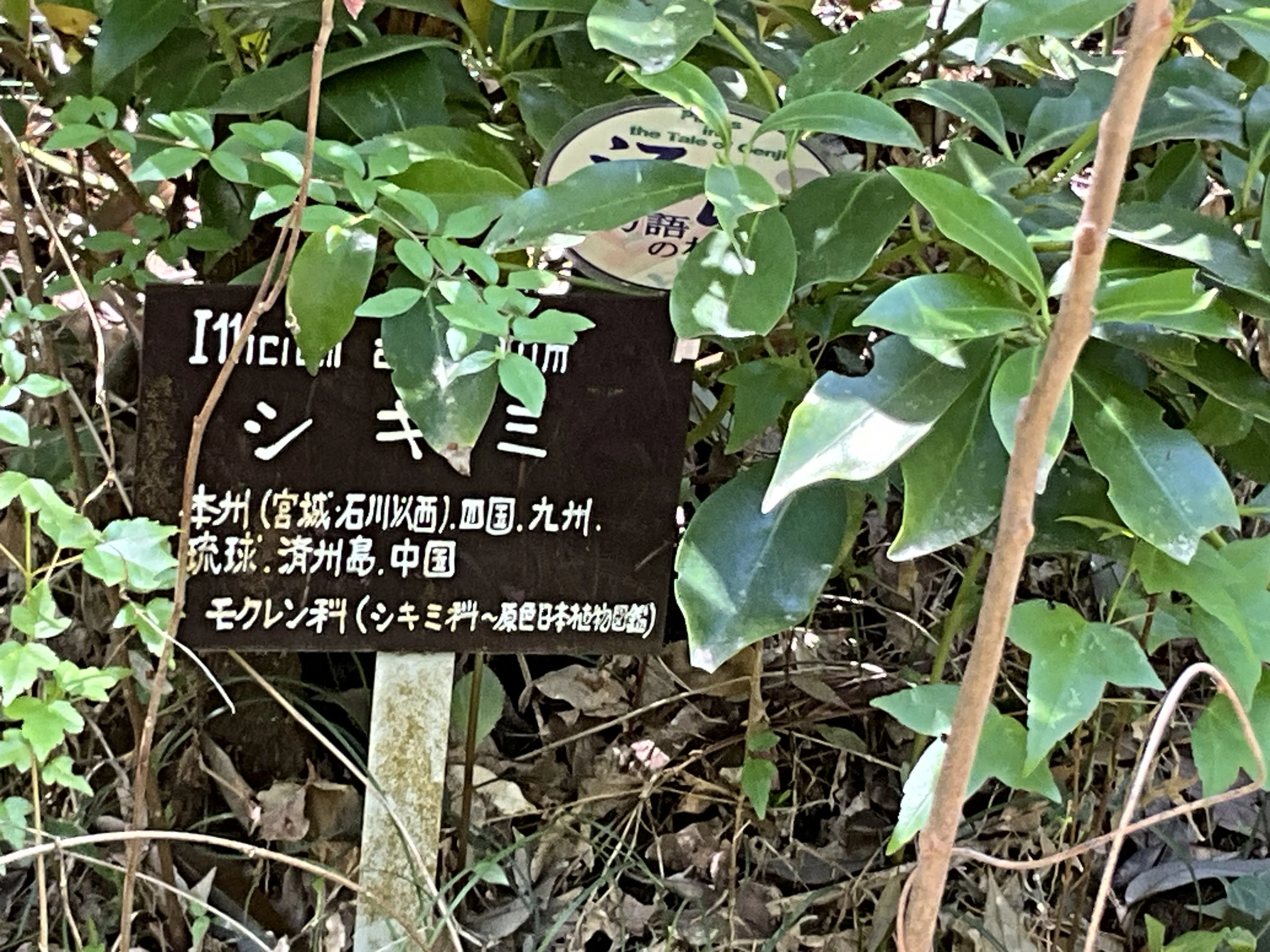 ミヤマシキミ（京都府立植物園）：2026年4月12日（日）｜藤井秀昭
