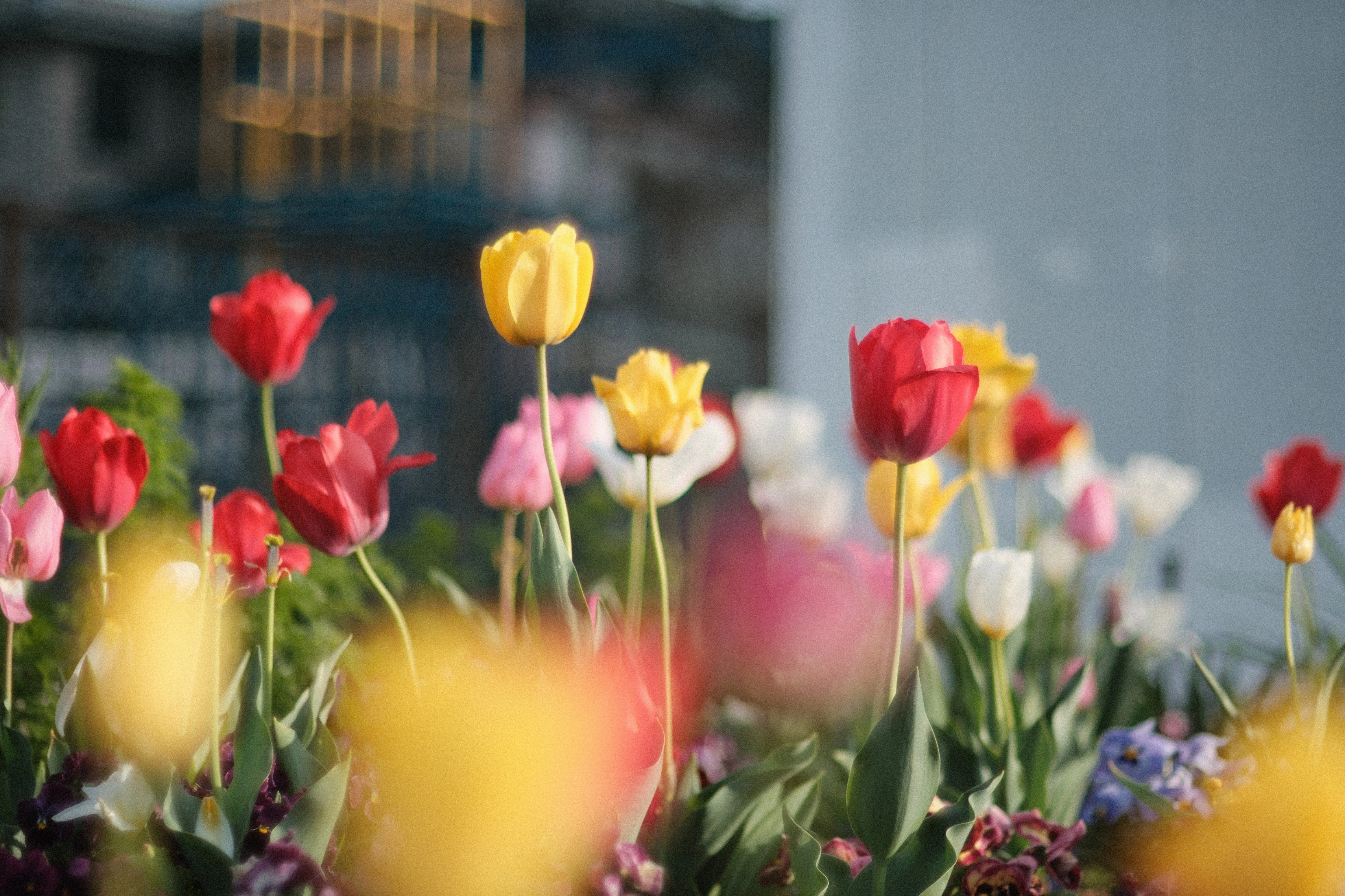 XR RIKENON 55mm f1.2 と ホワイトミスト｜月曜休み。