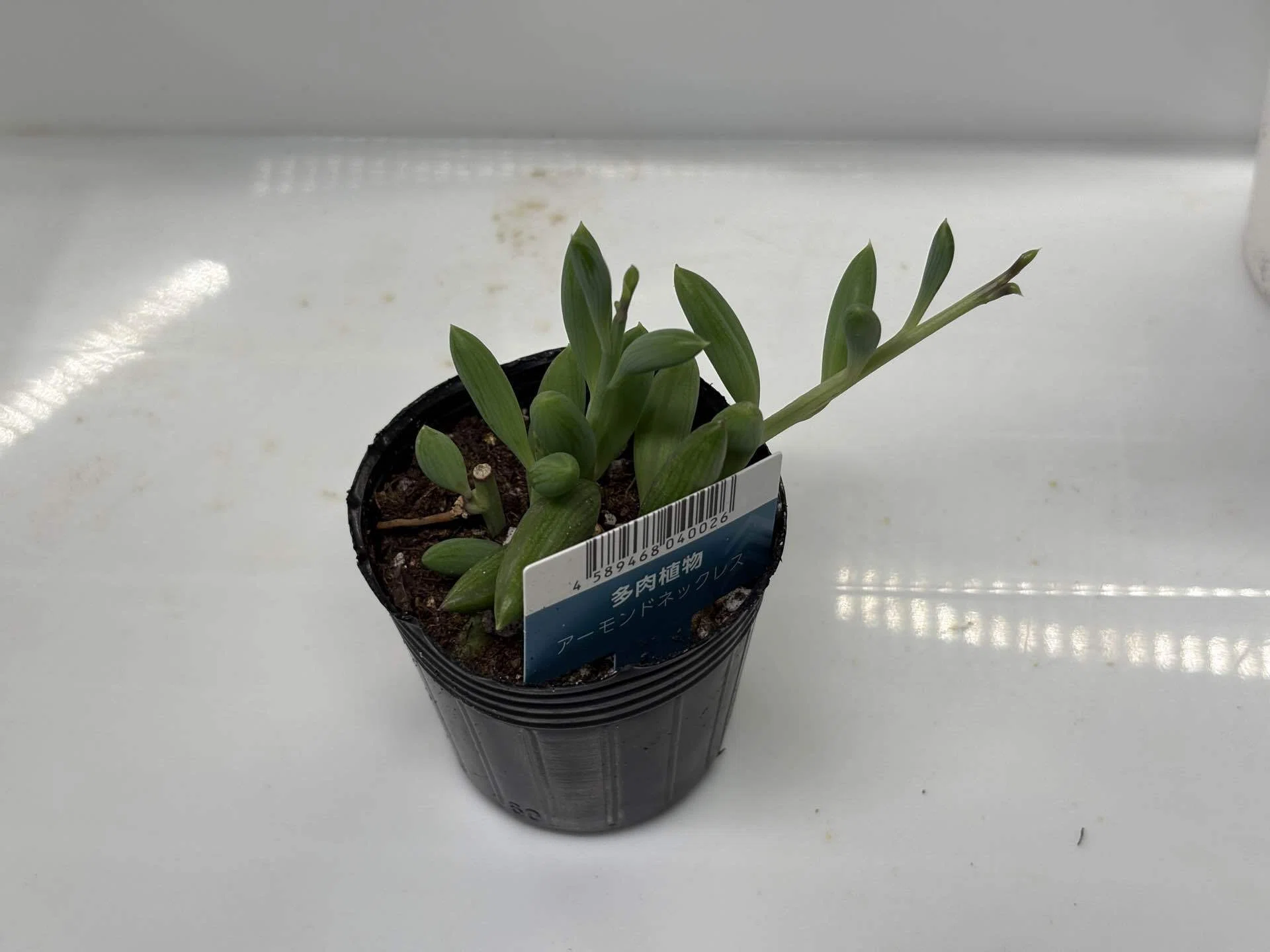 多肉植物】ダイソーで買ったアーモンドネックレスを植え替えた
