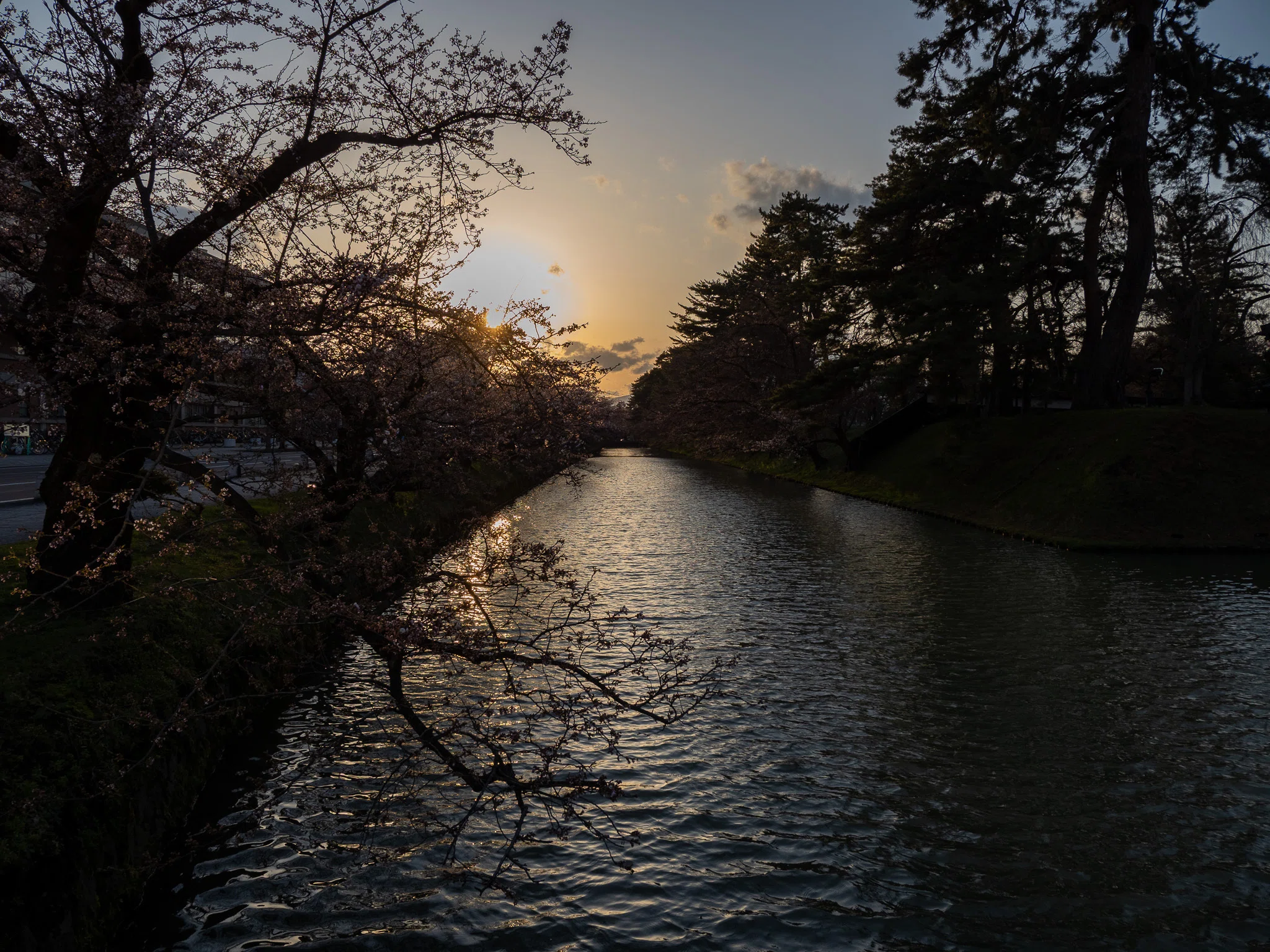 弘前さくらまつり2026初めての日曜日は地元民多めな雰囲気でした