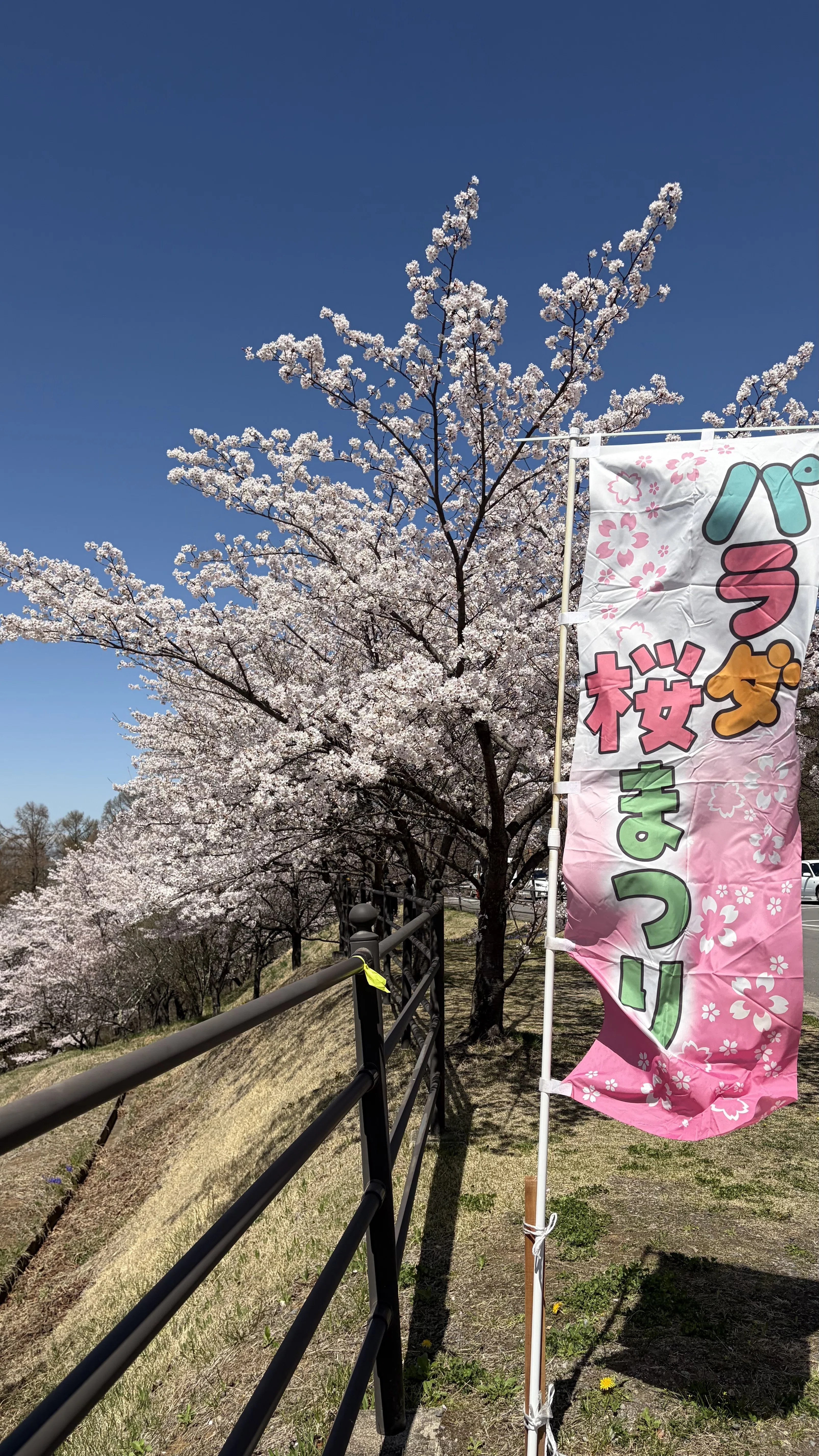 Saku City] I tried visiting 4 cherry blossom viewing spots in one