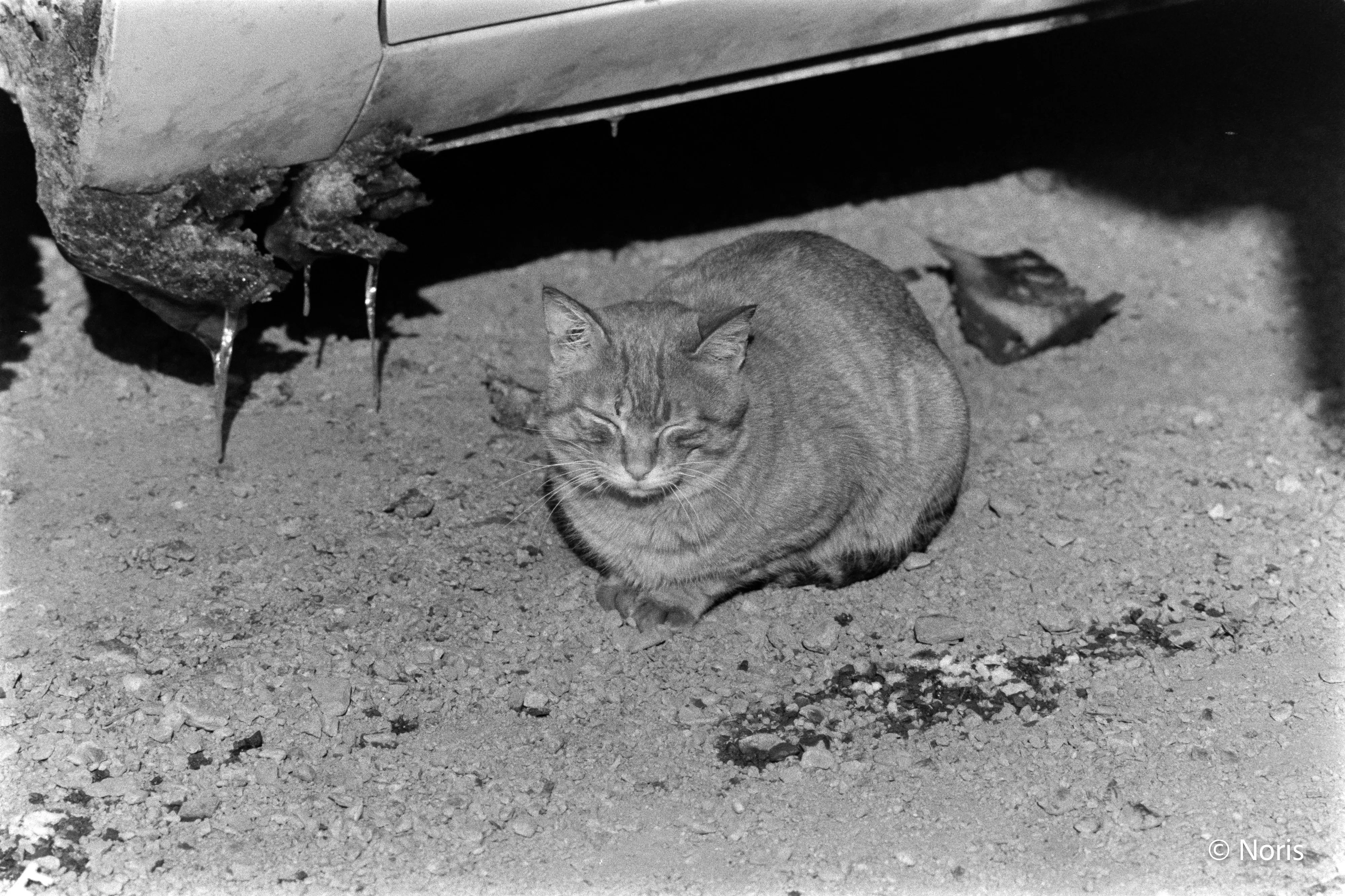 二十世紀のフィルム猫・モノクロ編｜Noris