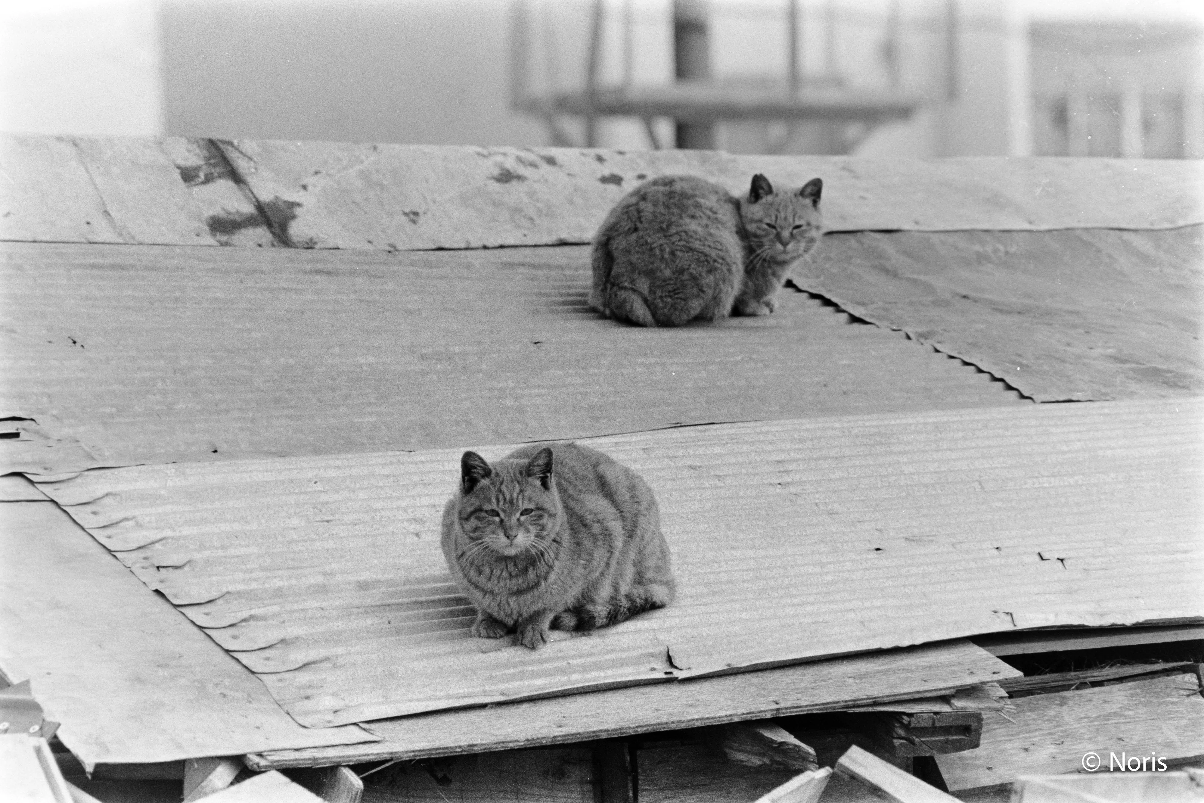 二十世紀のフィルム猫・モノクロ編｜Noris