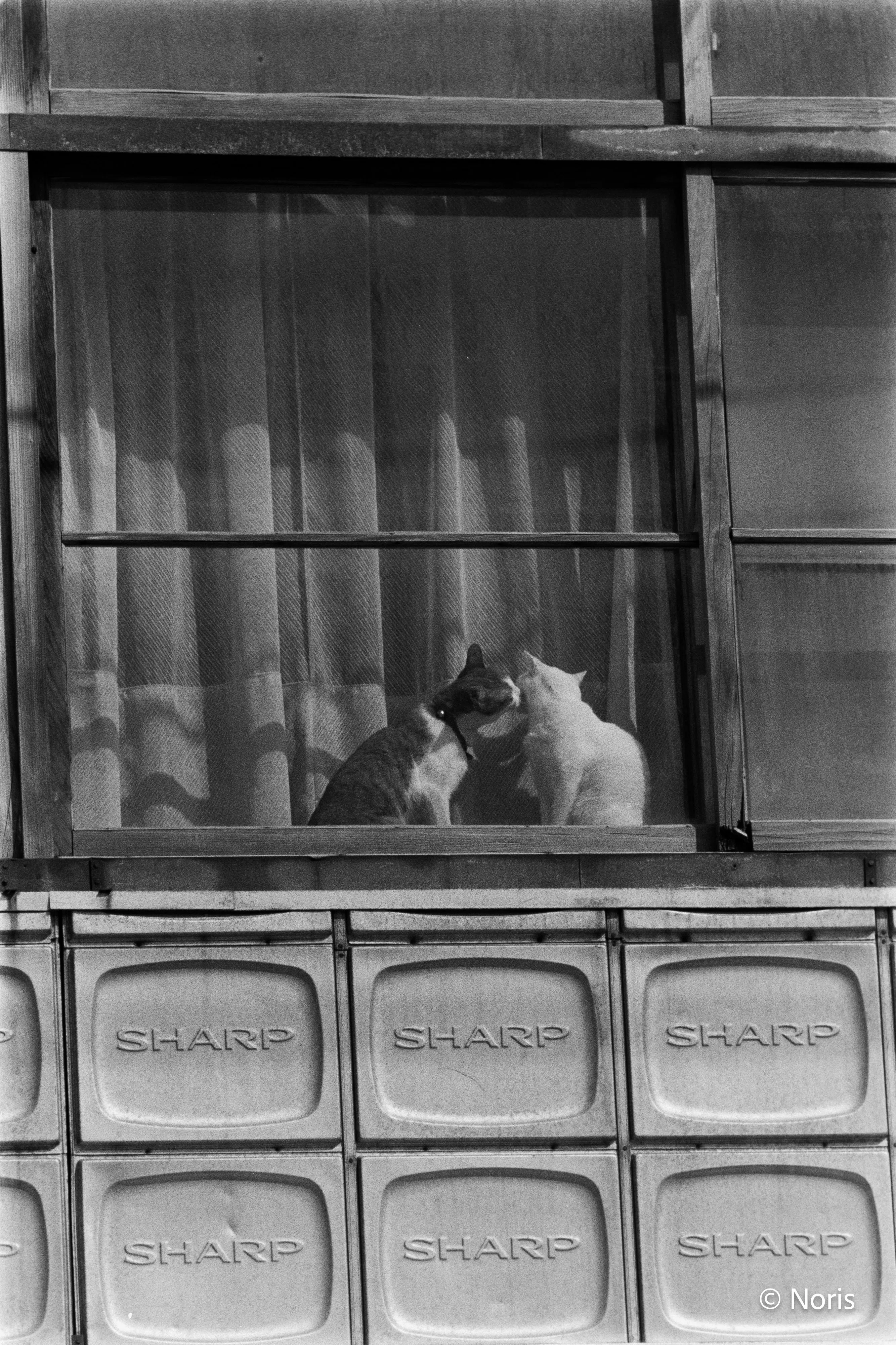 二十世紀のフィルム猫・モノクロ編｜Noris