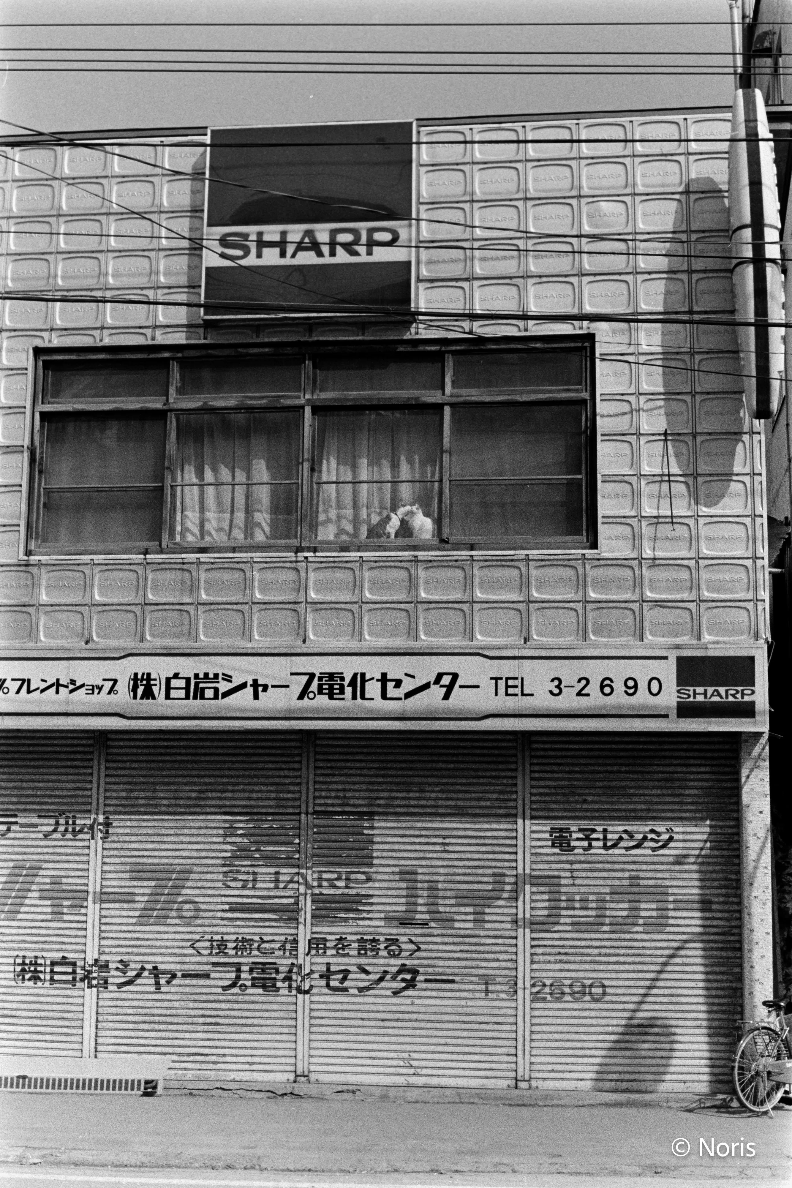   大型本 モノクロ写真 二十世紀のフィルム猫・モノクロ編｜Noris