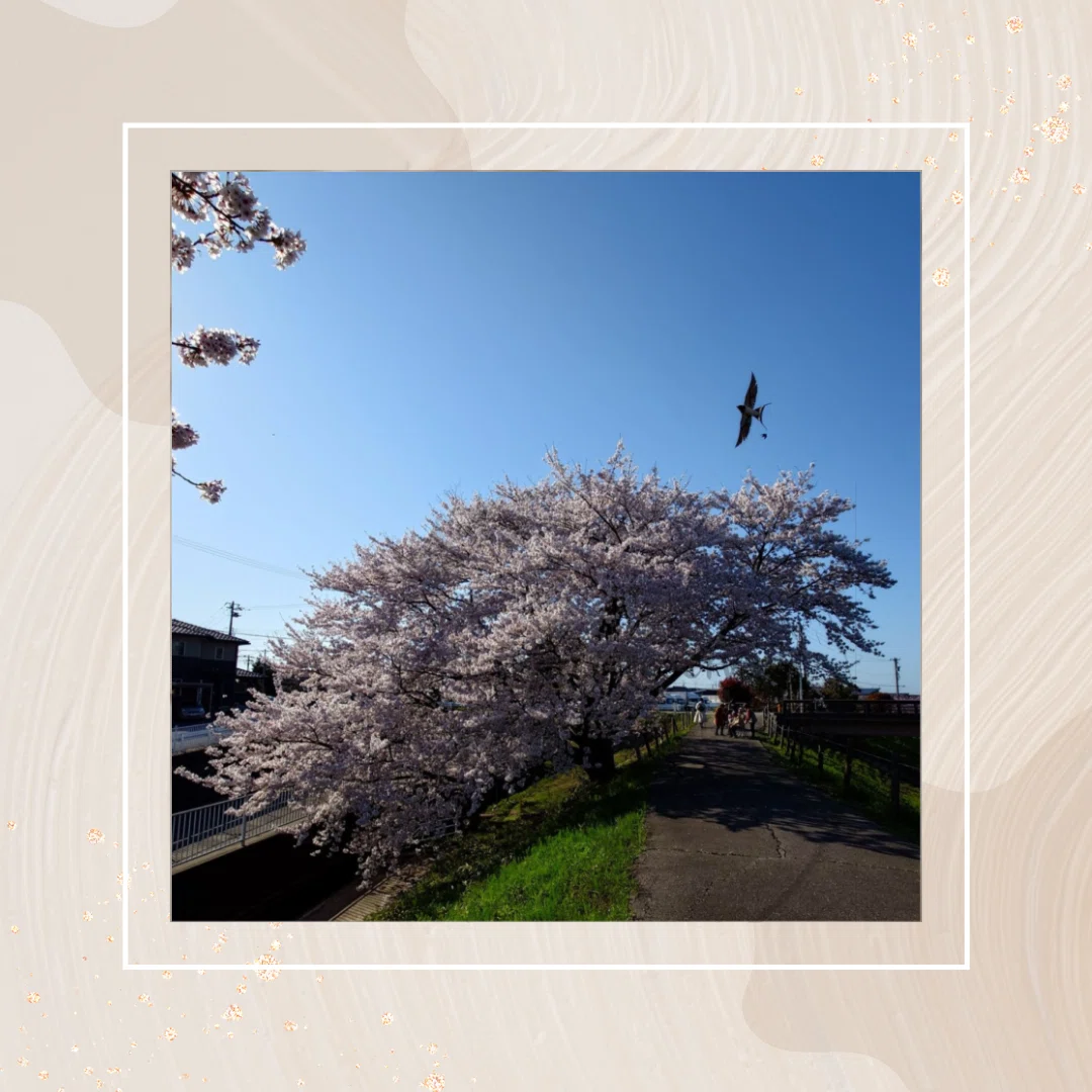桜花爛漫｜蒼藤