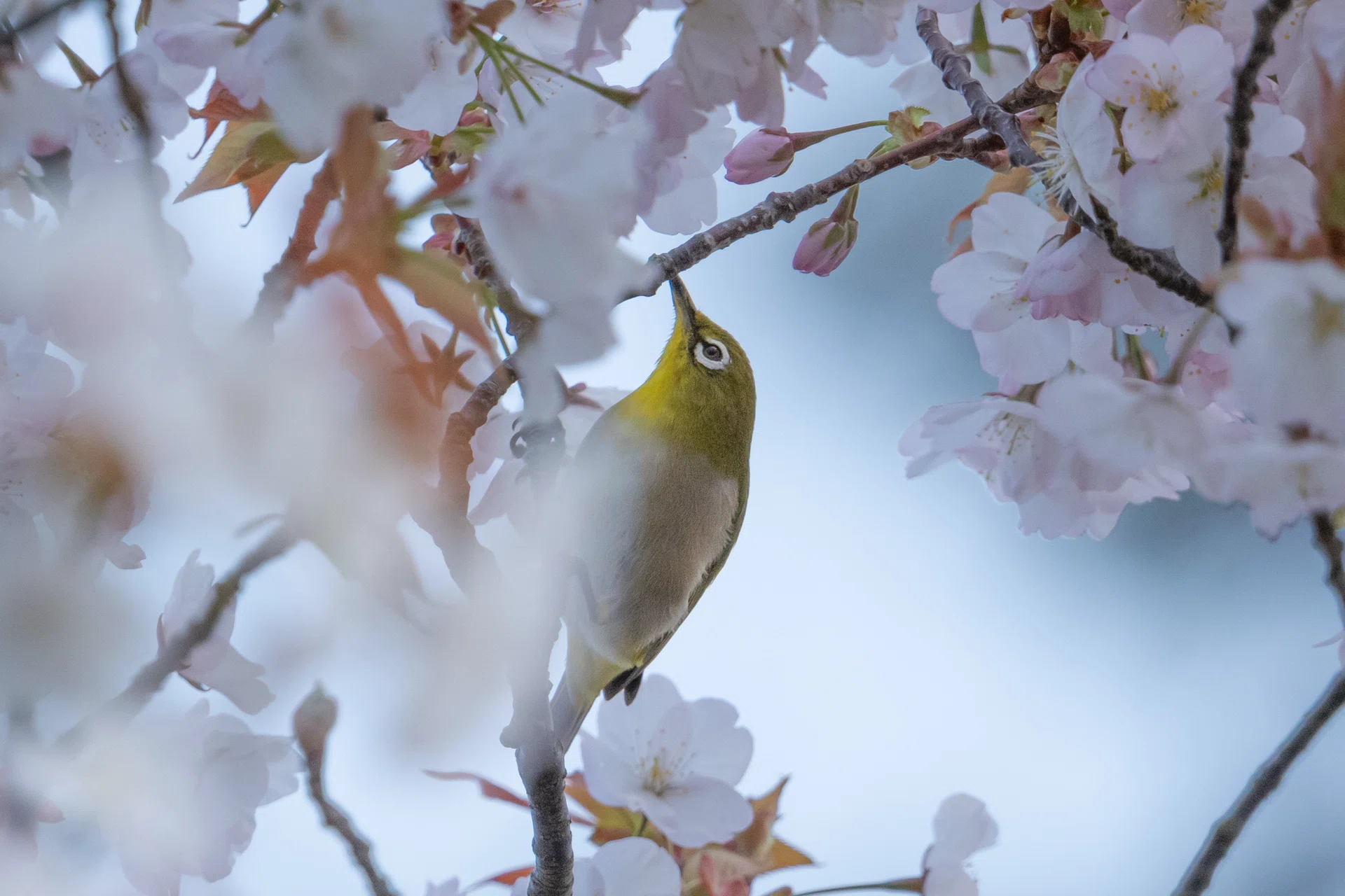2026年4月上旬の探鳥記録 ｜さるのこ