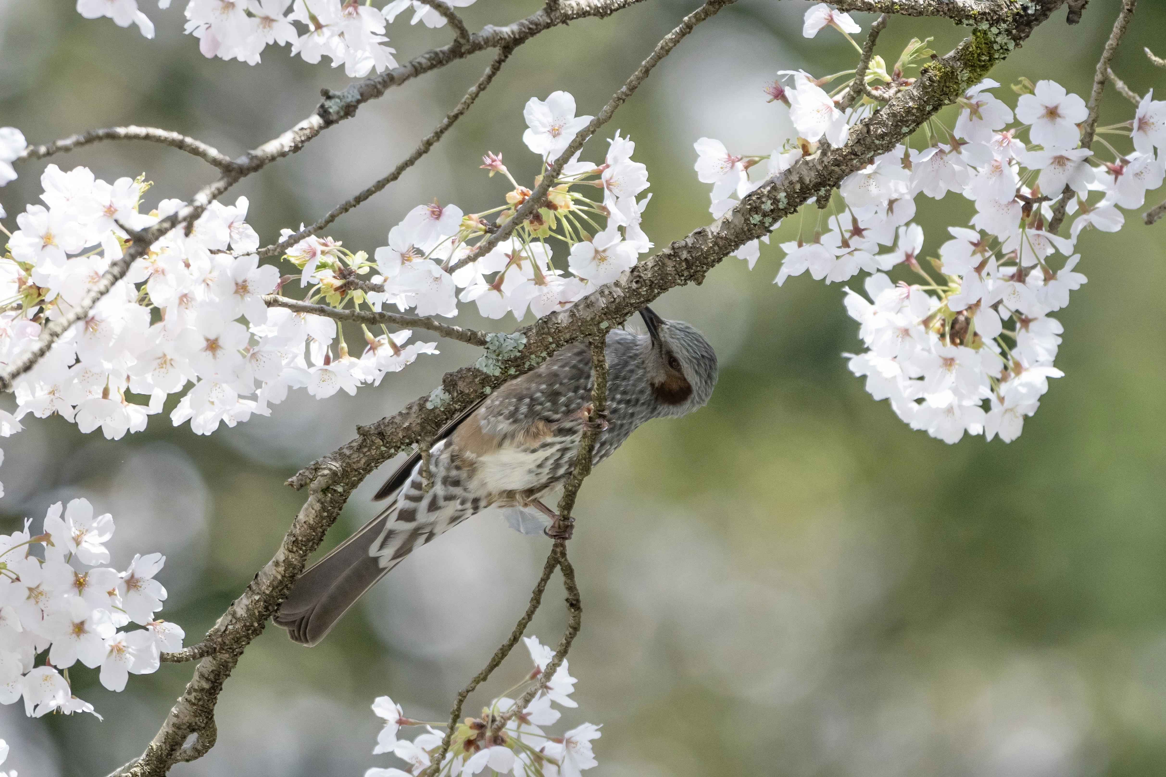 2026年4月上旬の探鳥記録 ｜さるのこ