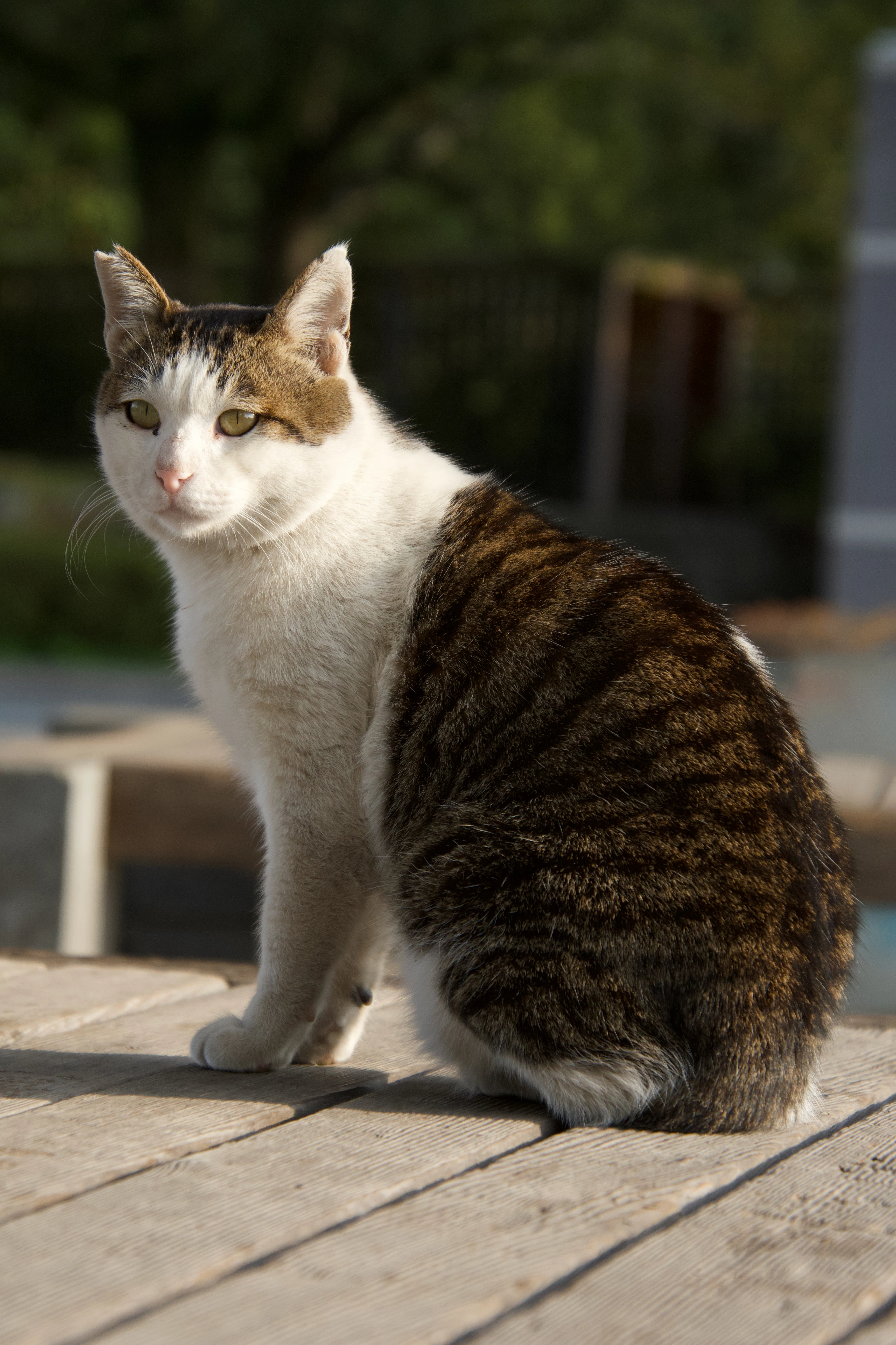 猫・猫・猫｜西田親生