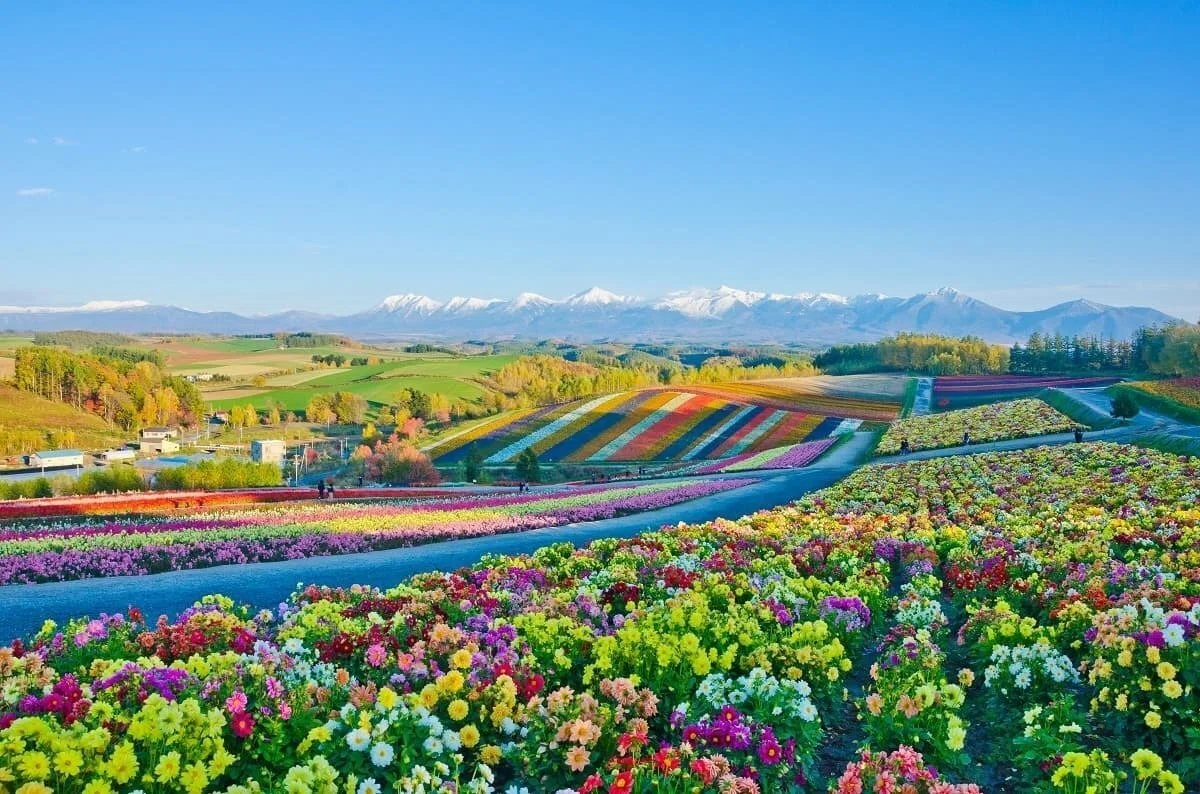 北海道の夏の魅力とは?