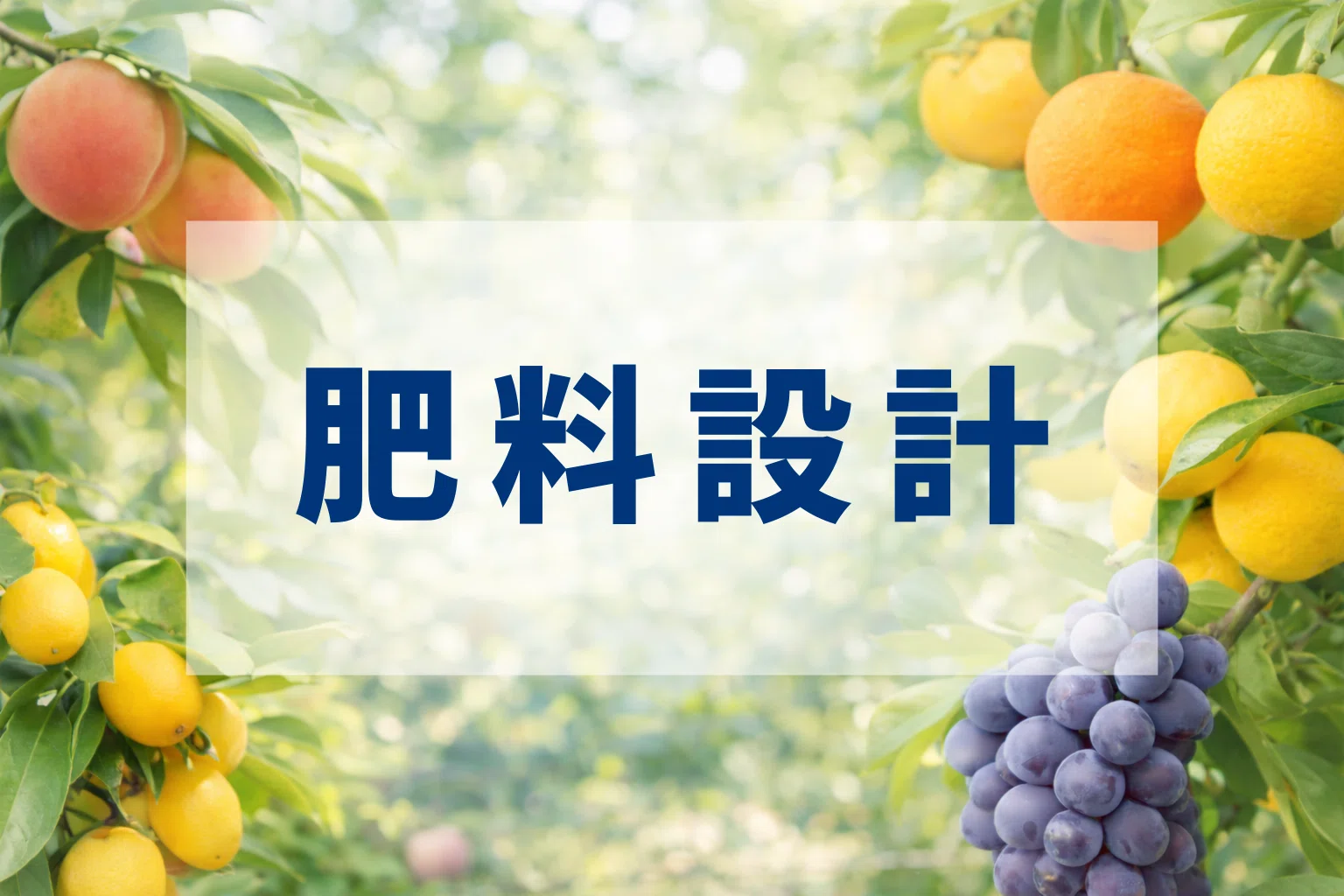 日川白鵬を家庭菜園で育てるためには｜伊予果樹園｜愛媛の家庭果樹園記録