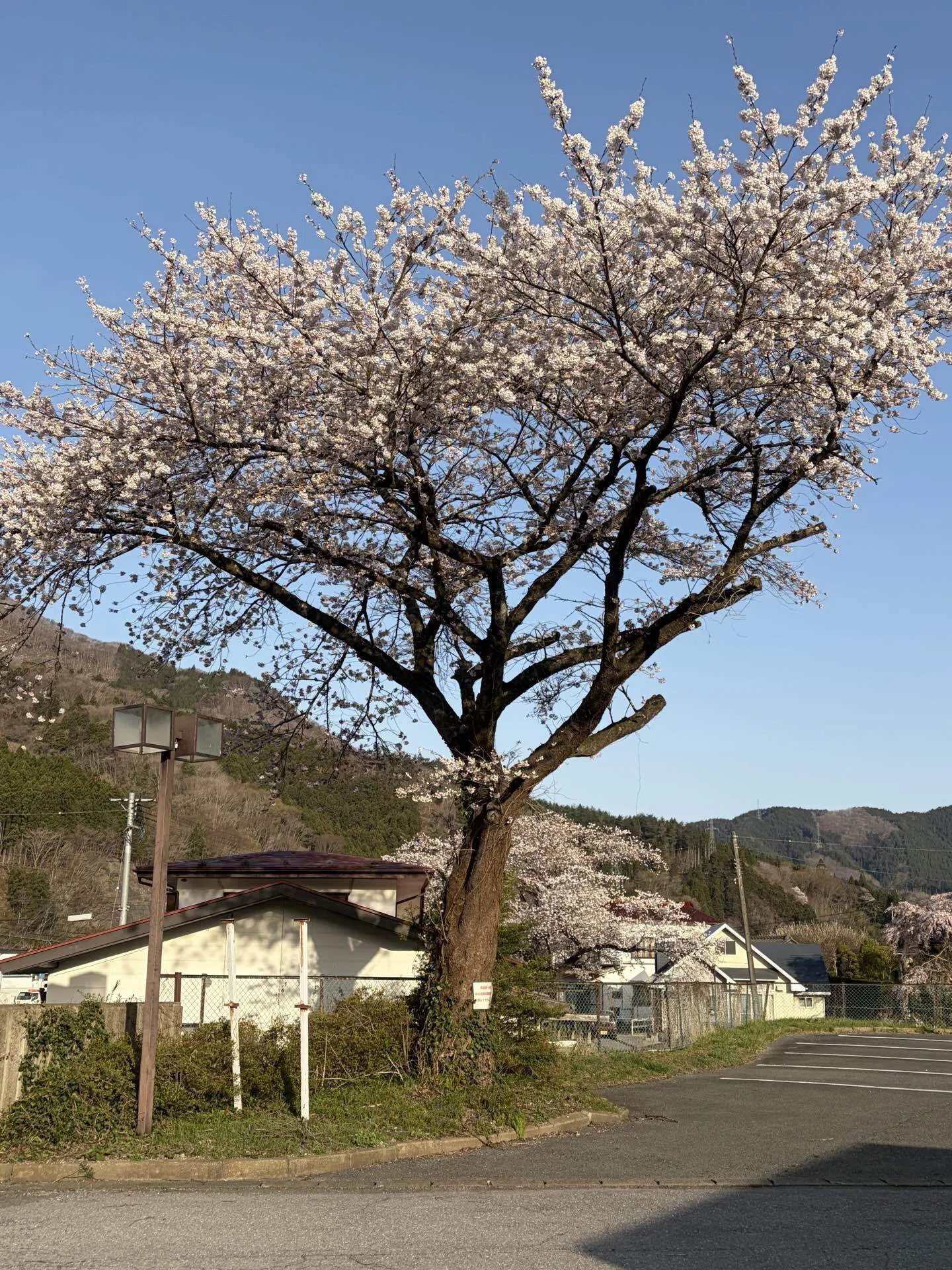 桜咲く｜元教師の還暦おじ