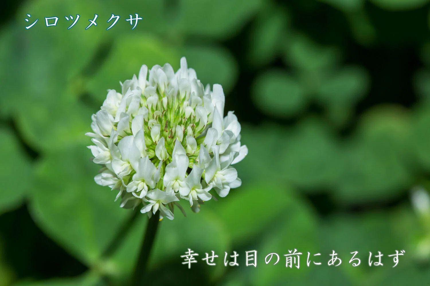 シロツメクサ 花 言葉