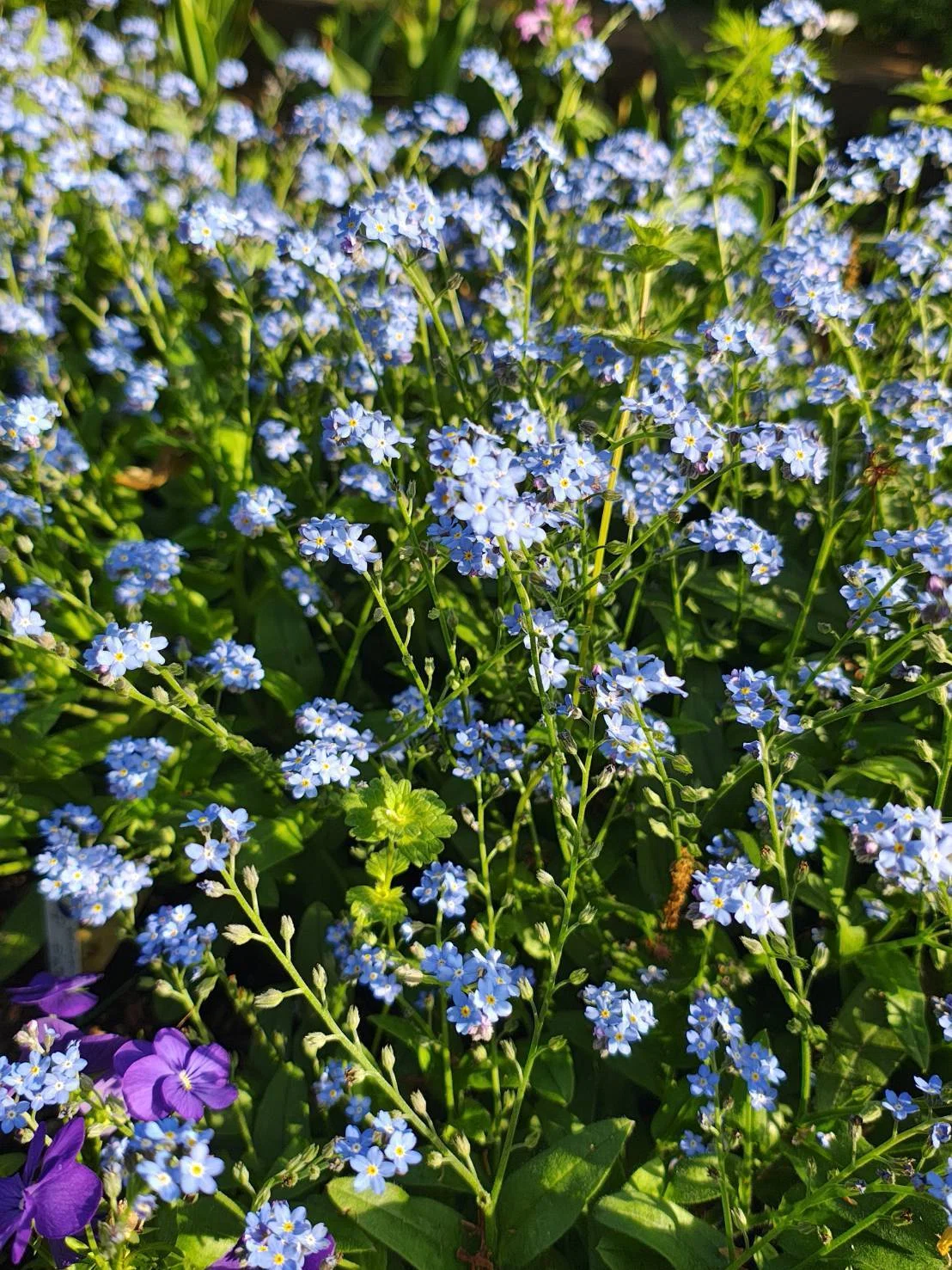 Forget me not - わすれな草 -｜RiekoCoaches