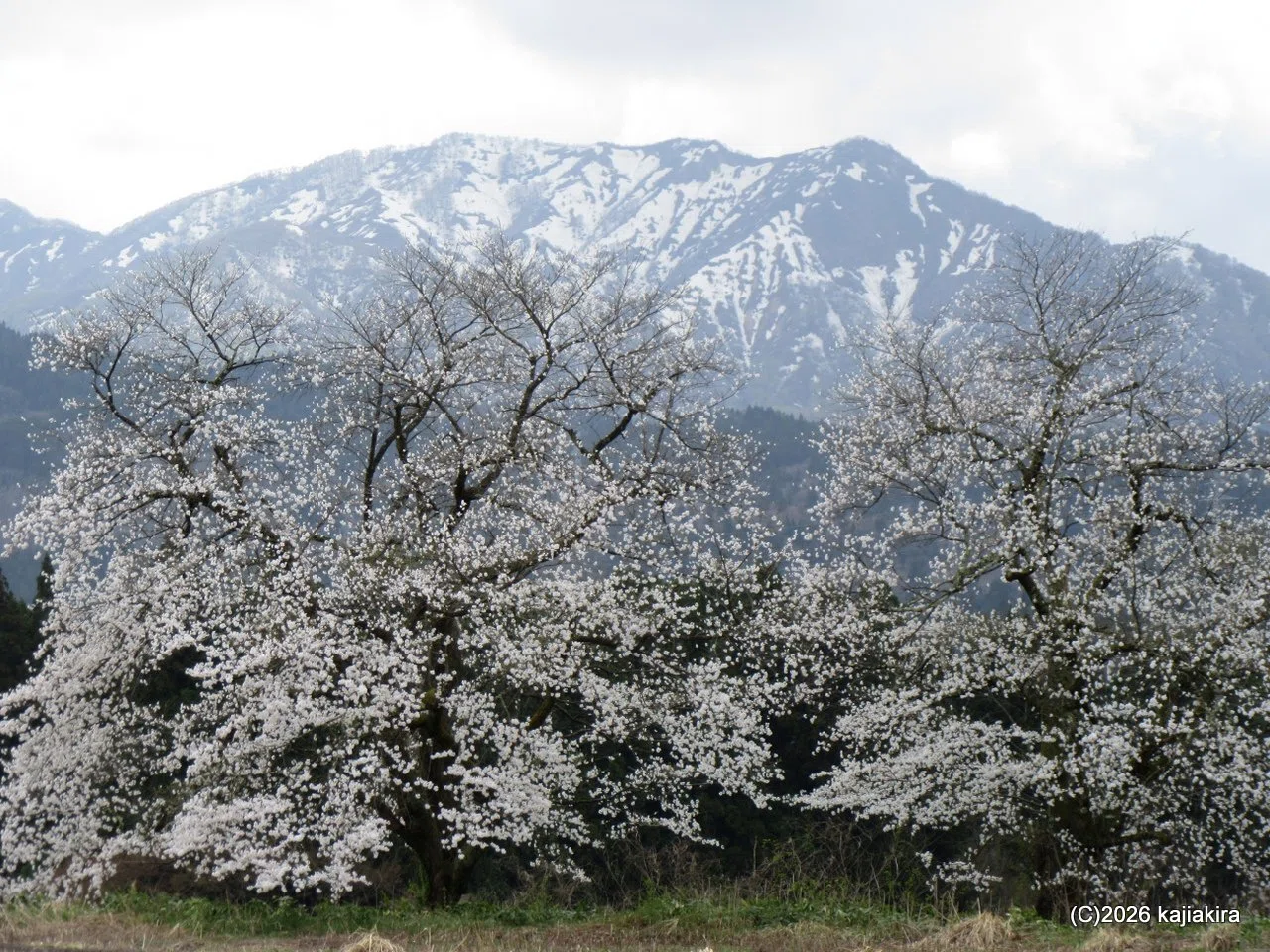 2026年は去年より開花が早い阿賀町黒岩「黒岩の夫婦桜」 (4/11)｜加持