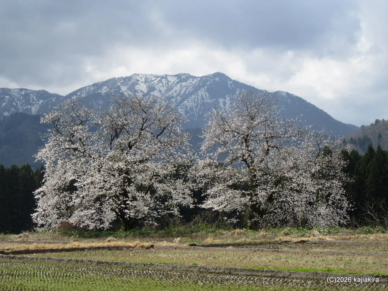 2026年は去年より開花が早い阿賀町黒岩「黒岩の夫婦桜」 (4/11)｜加持
