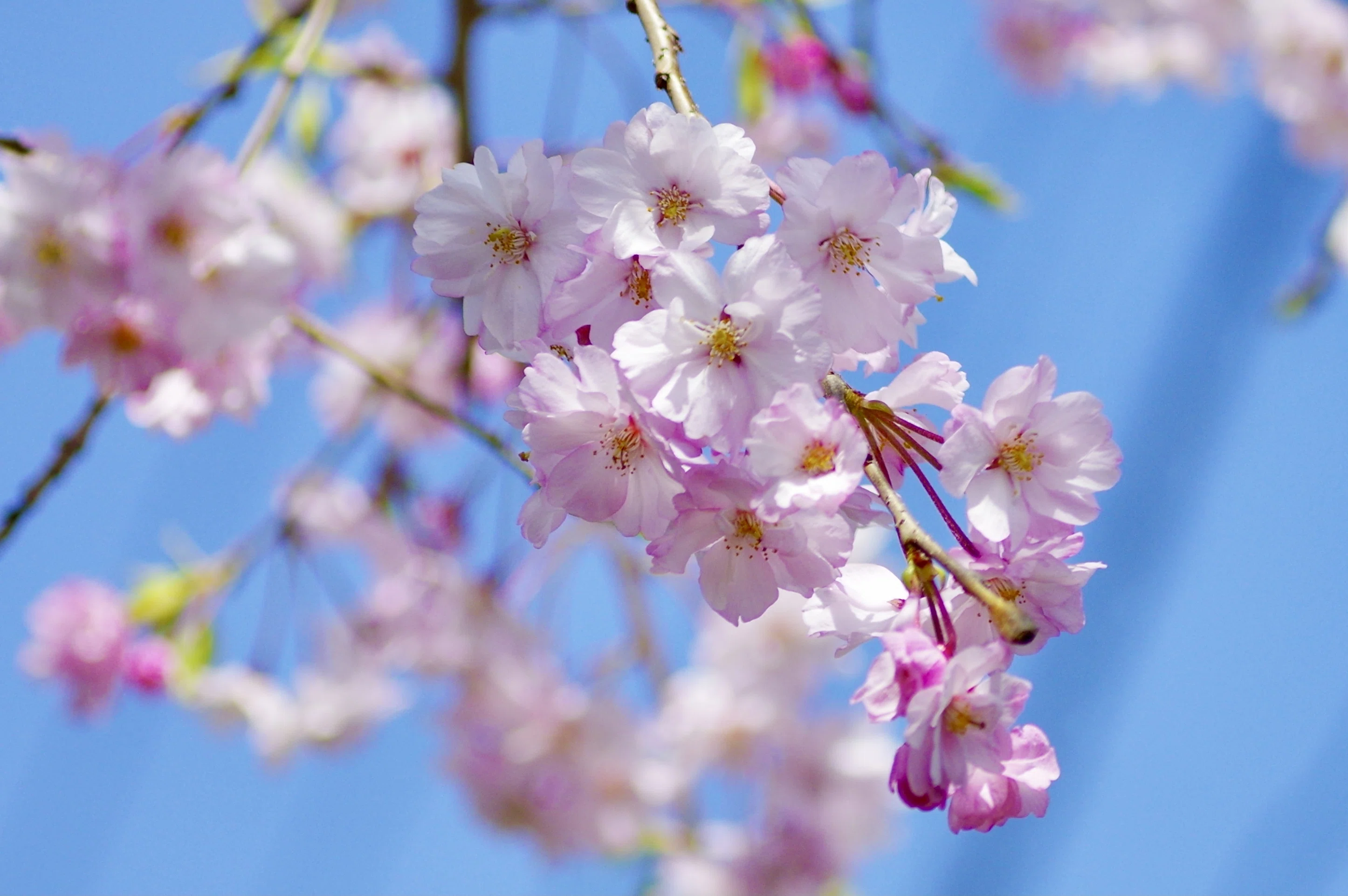 最後の桜🌸｜ひさし