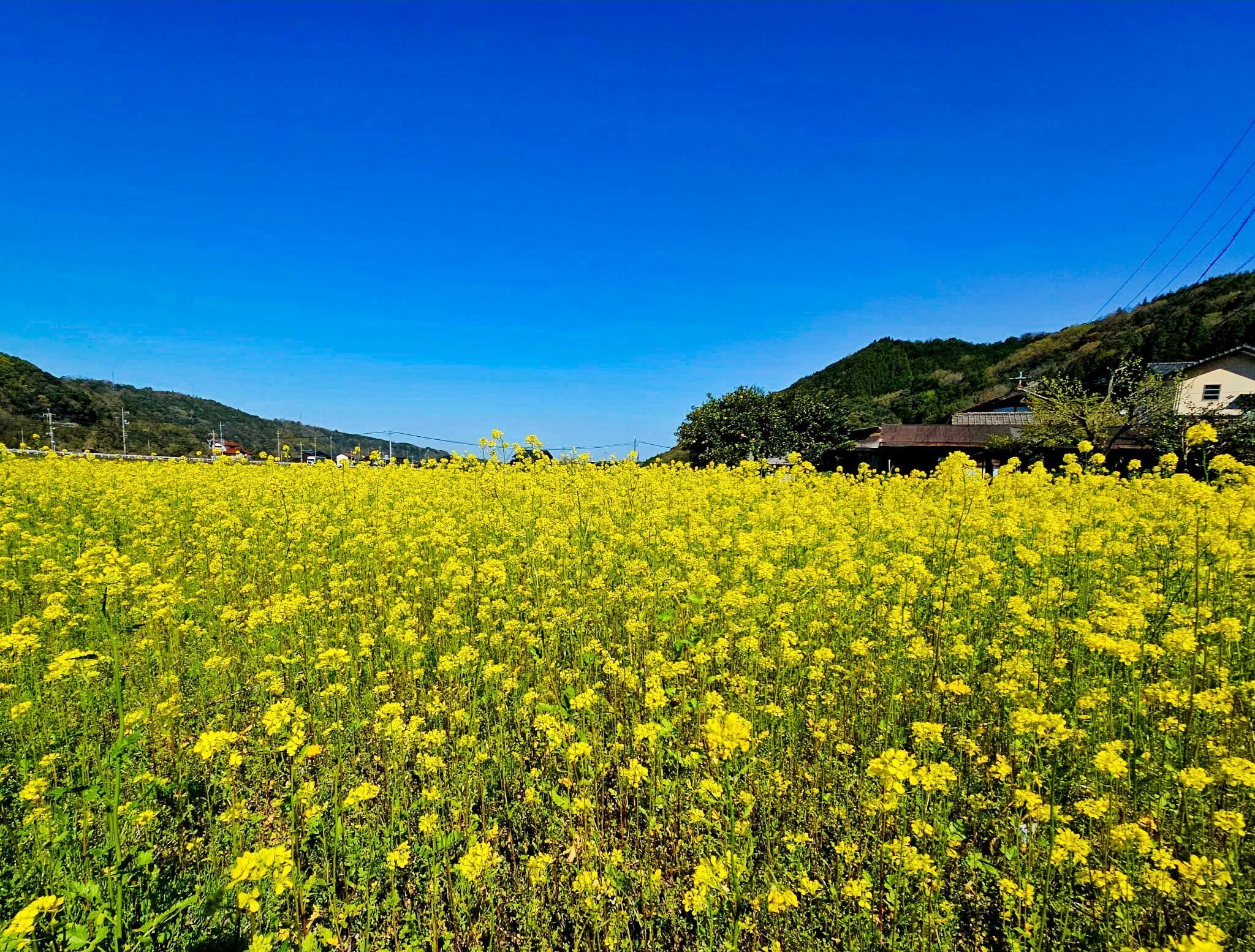伯耆町菜の花畑 写真10枚 動画1本｜山陰のジロー/山陰の風景追いかけ