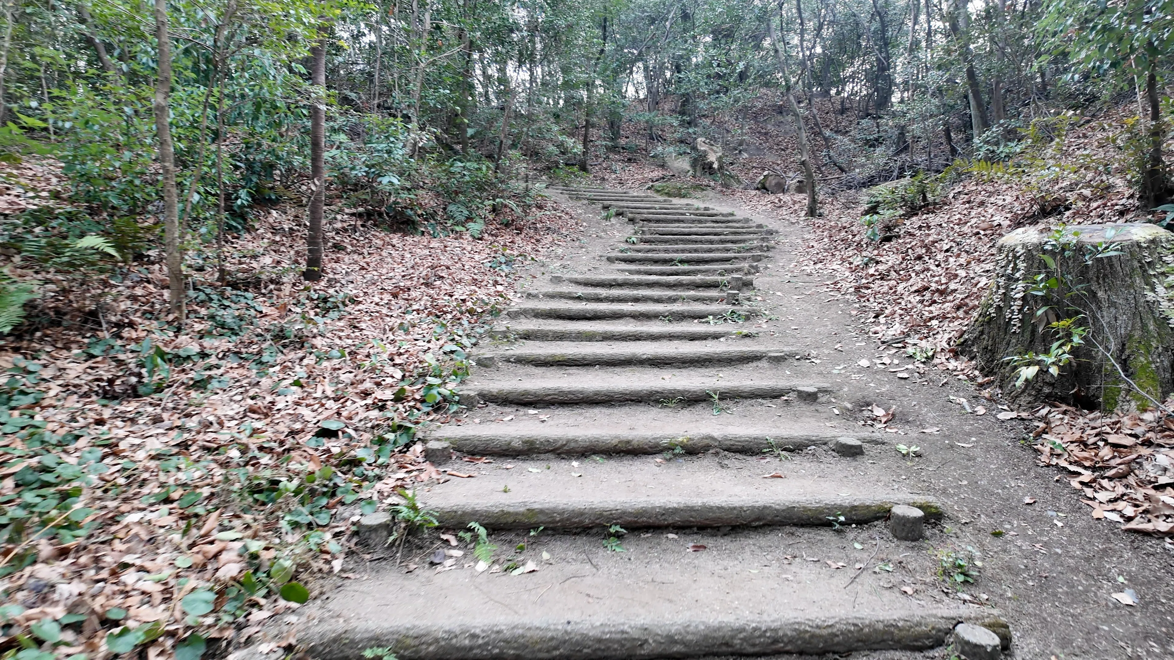 明徳公園】からす山に登って水抜きの池に驚いた — 1月の名東区散歩
