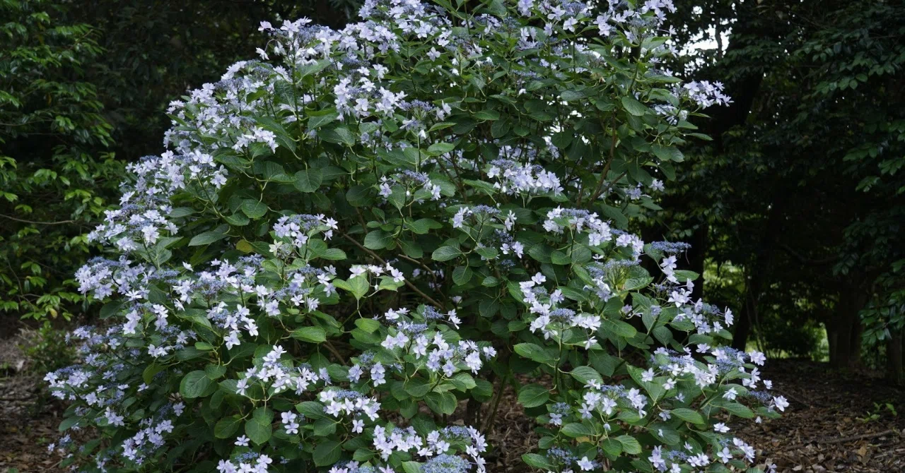 第19回伊豆大島の花は椿だけではない 咲き誇る紫陽花の名所を回る