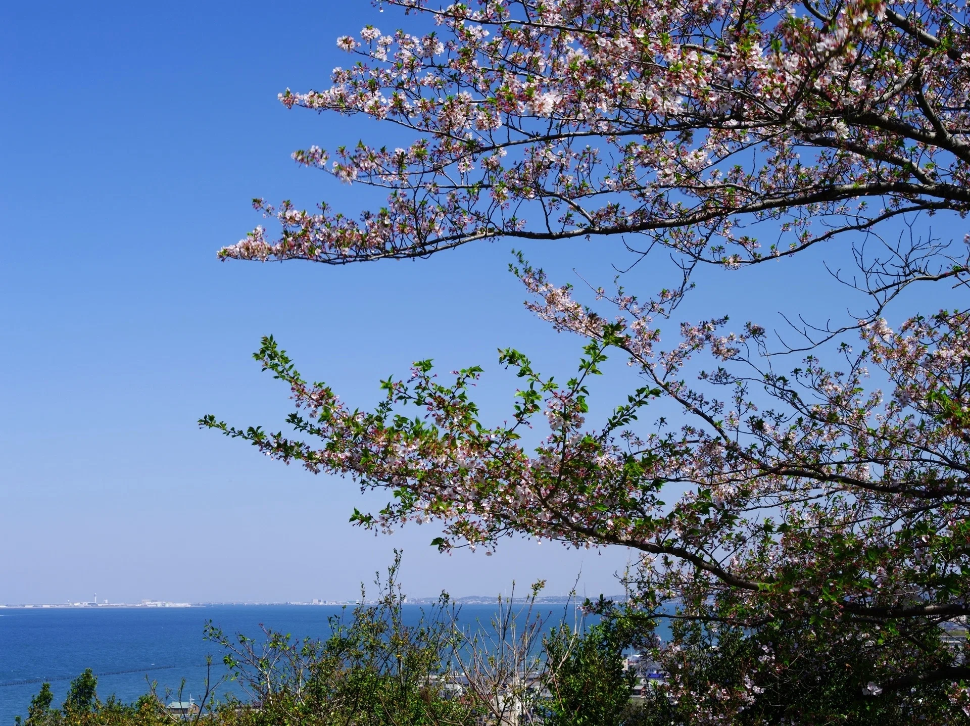 美浜町 正蔵寺と冨具崎公園の桜 ～撮影旅行よもやま話集～｜綺麗な風景