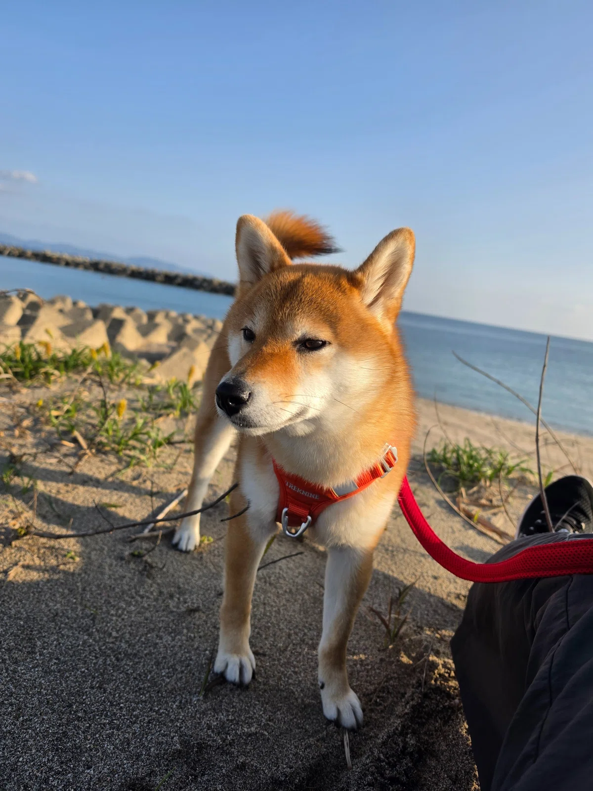 柴子、超大型犬にガブッとされた日|きっこ