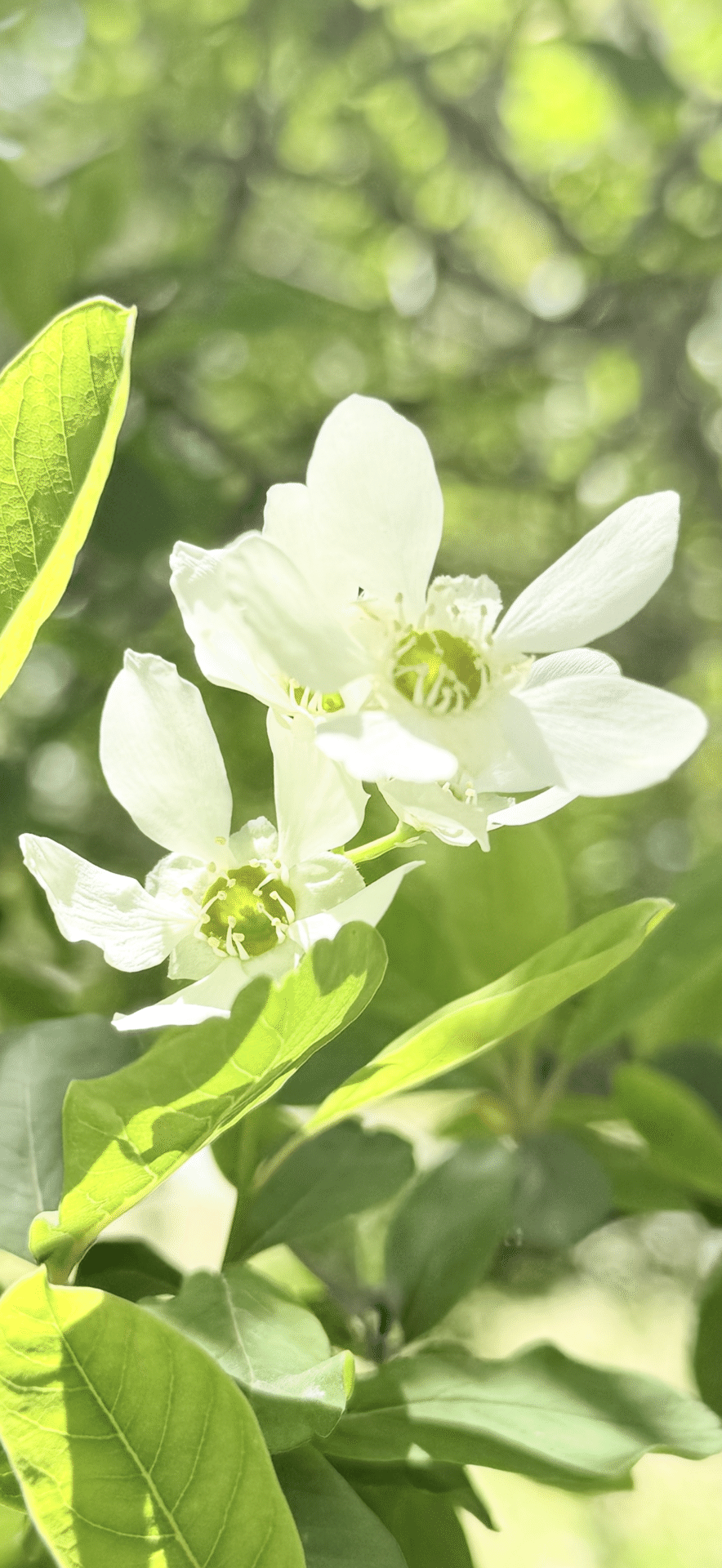 リキュウバイ』 新緑に映える純白花｜EGGSEED