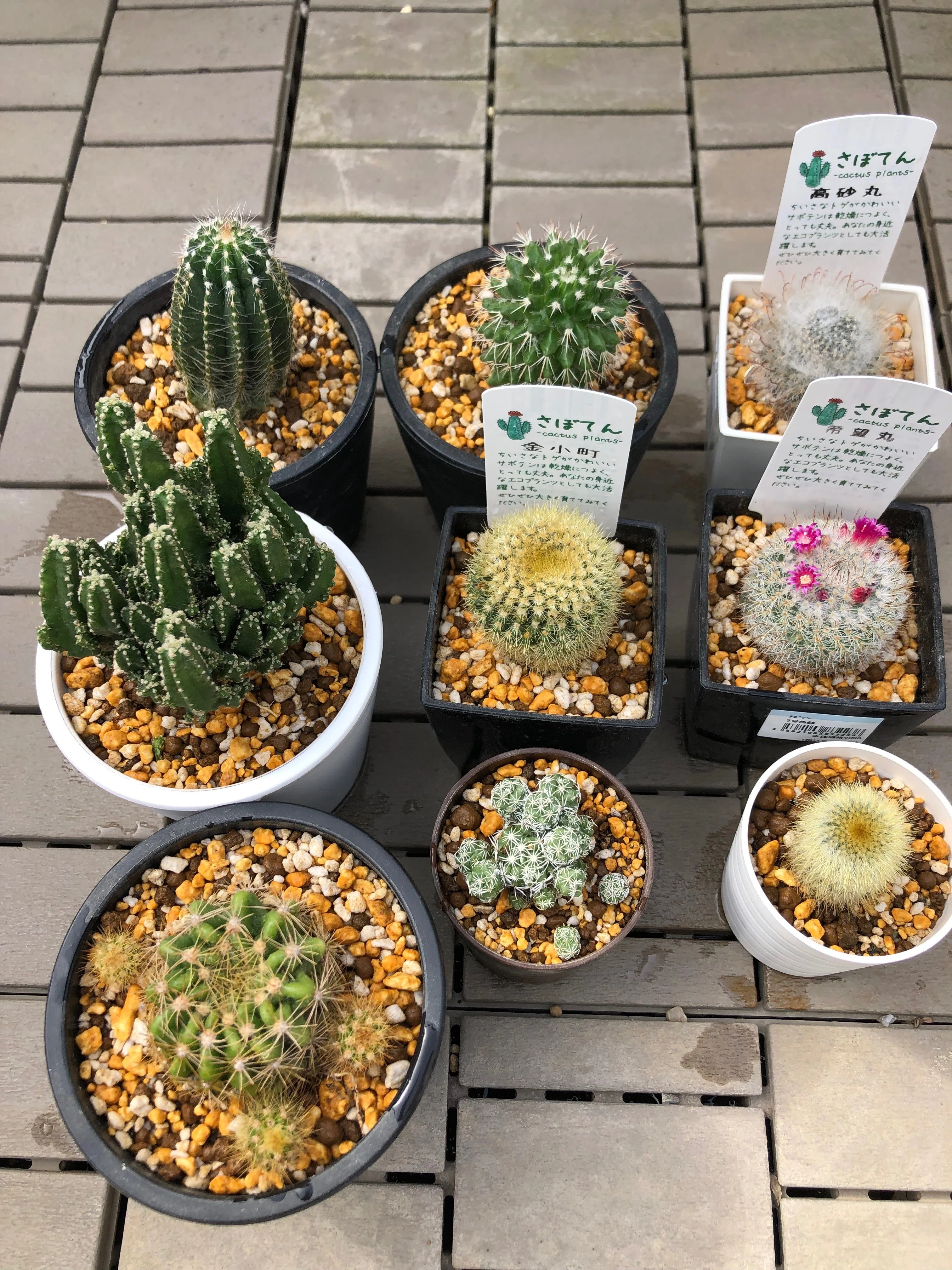 園芸日誌 4月②｜森 流美