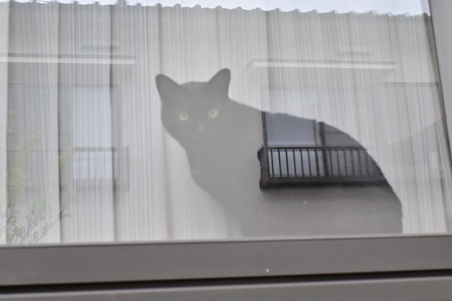 笑い猫 カメラにサングラス〜CPLフィルター初めて使う｜SuzukenSambar