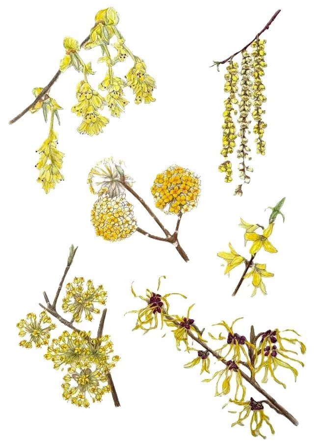 植物画・ボタニカルアート】春の初めに見た、しあわせの黄色｜かりあ