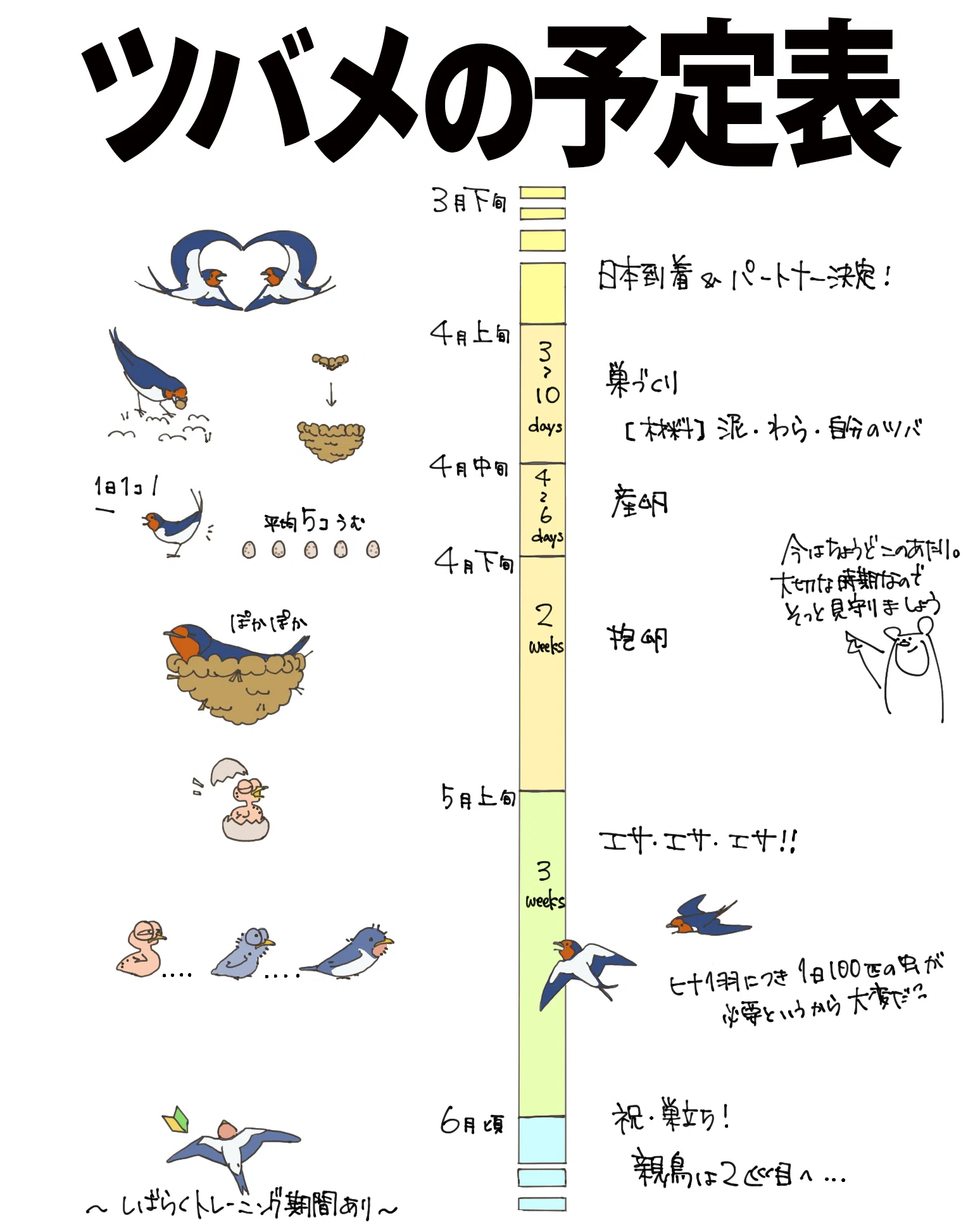 ツバメの予定表｜くますけ｜自然ガイド・クリエイター