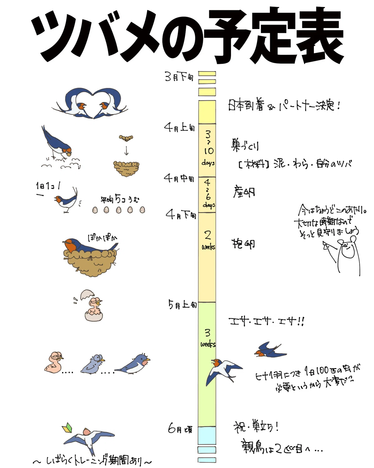 ツバメの予定表｜くますけ｜自然ガイド・クリエイター