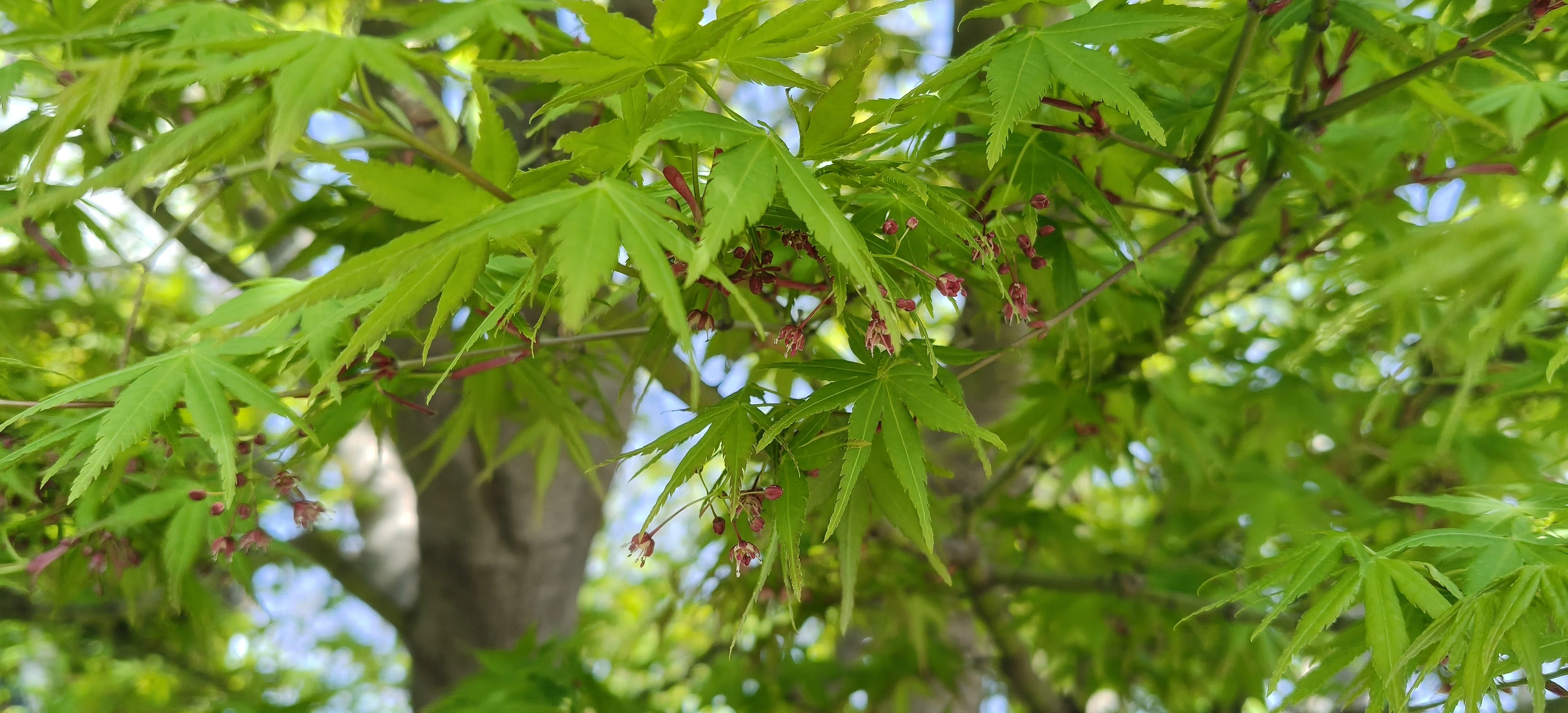 年を取ってからの盆栽も楽しい。ケヤキやモミジの花が咲いています