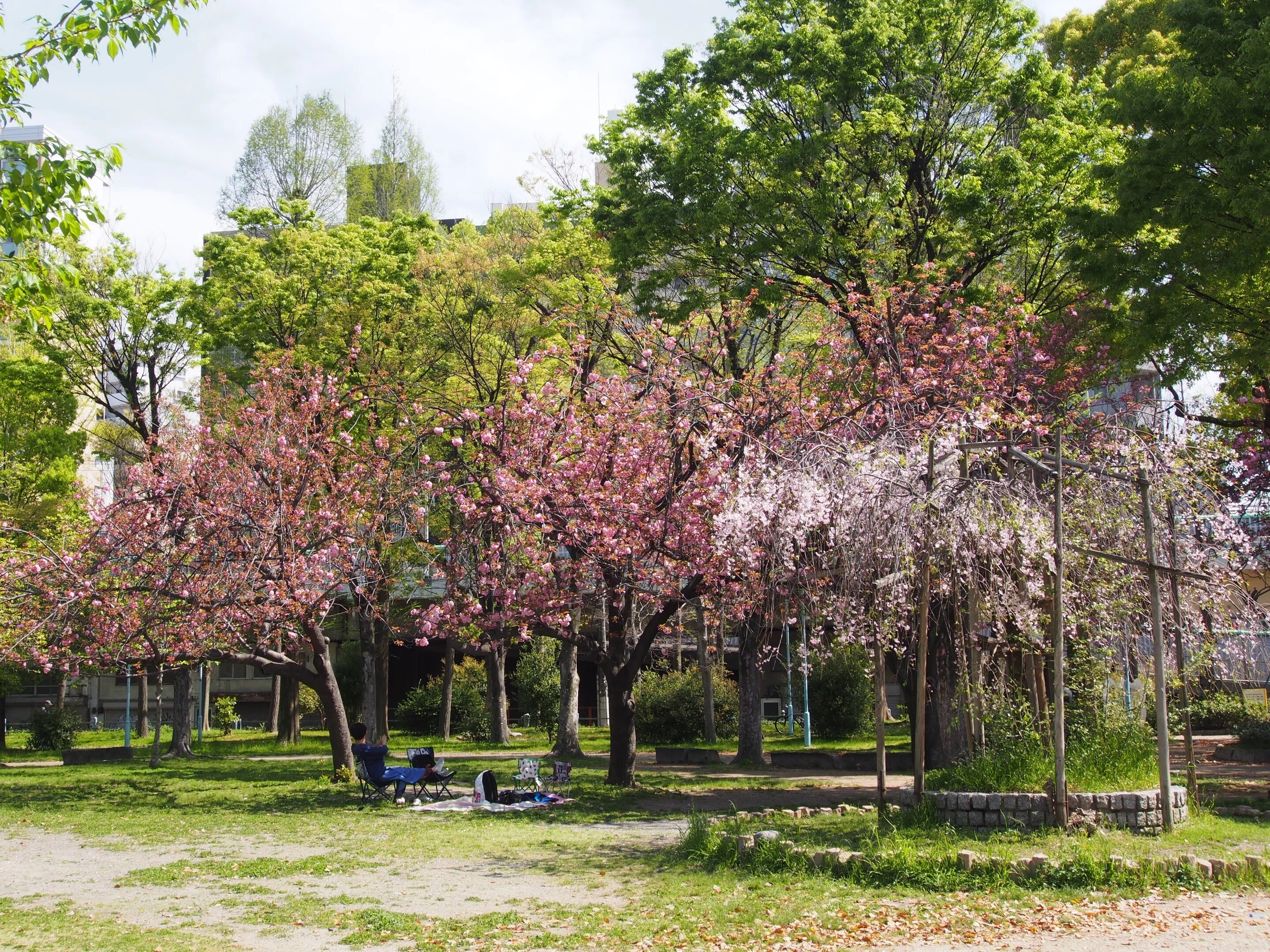 大阪市 十三公園2026年4月12日【八重桜,ヤマブキ】｜レタス