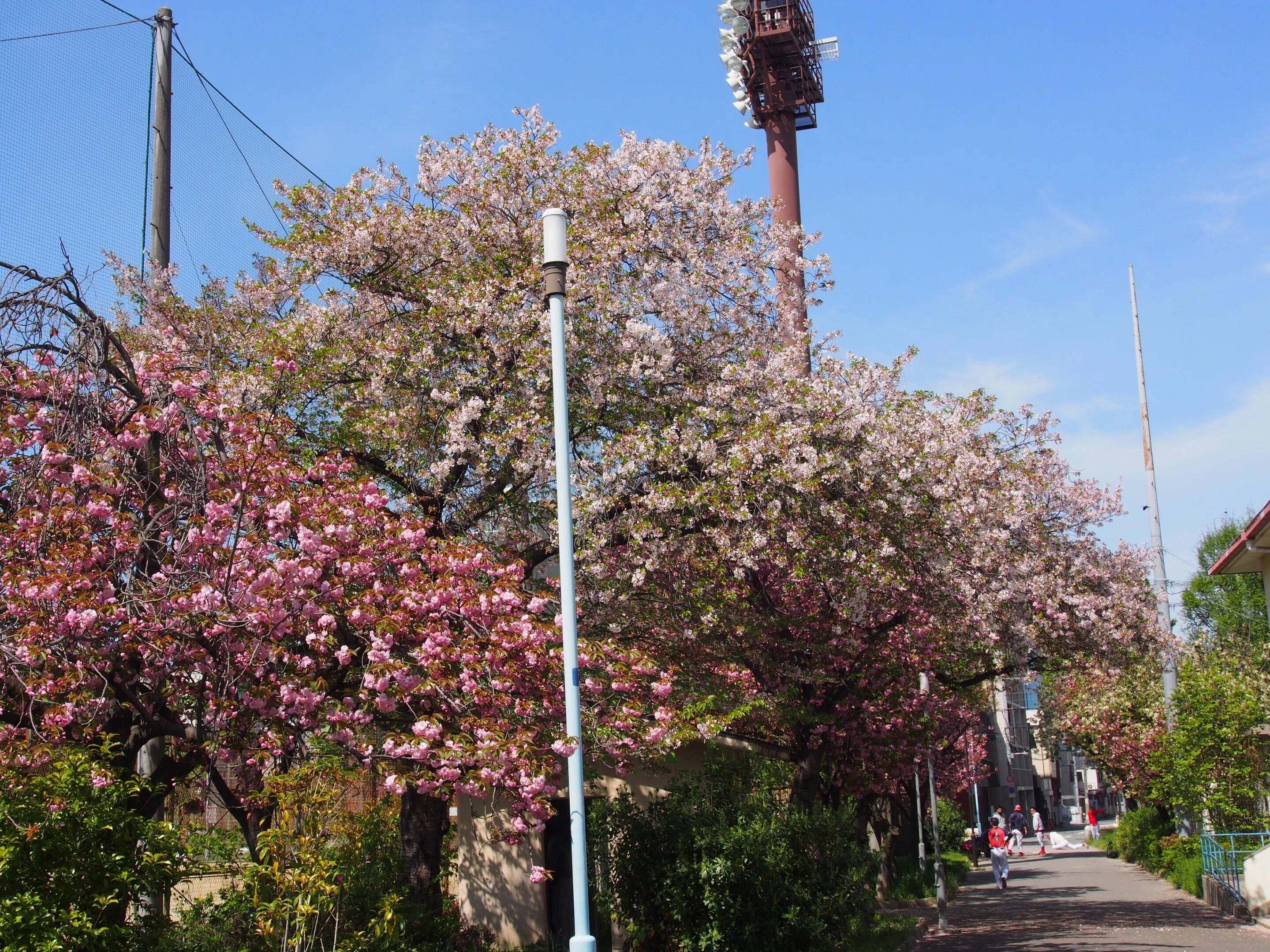 大阪市 十三公園2026年4月12日【八重桜,ヤマブキ】｜レタス