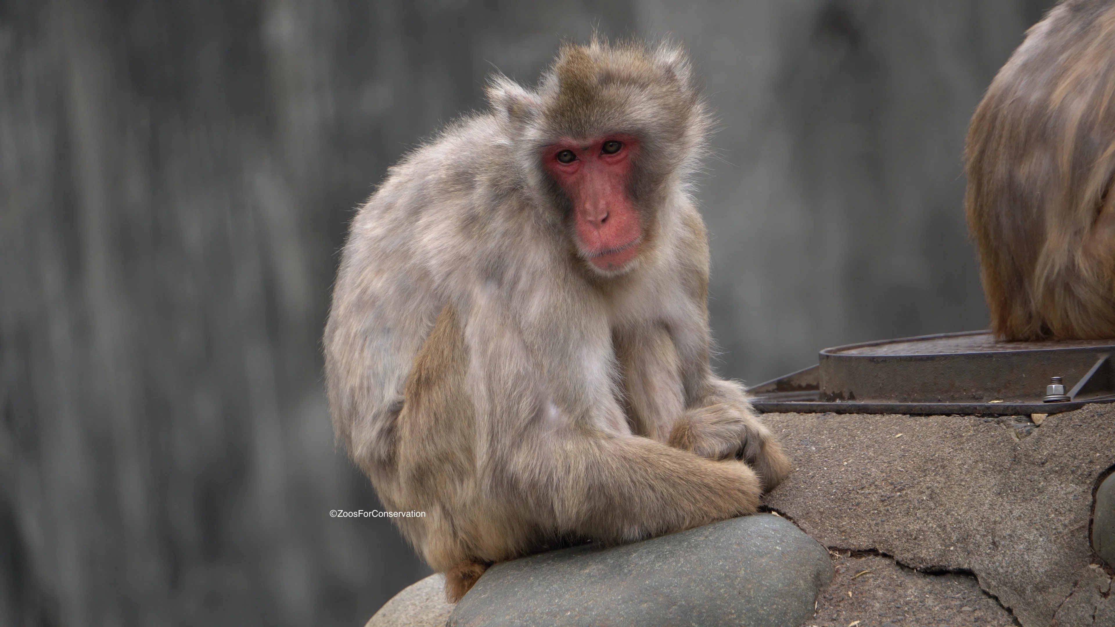 Tama Zoo 202604｜Zoos For Conservation