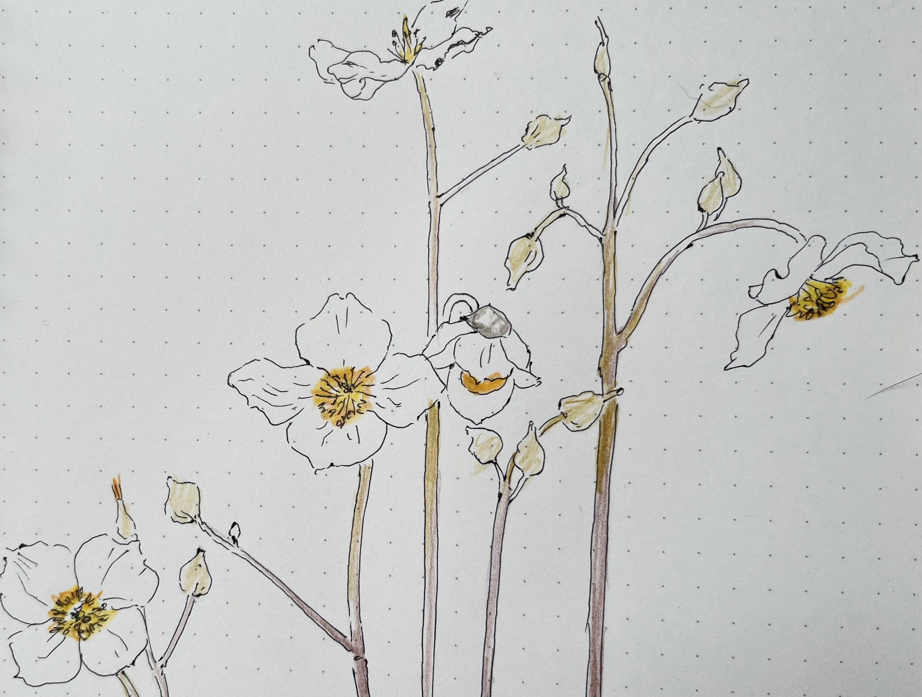 春の花を描く｜toti
