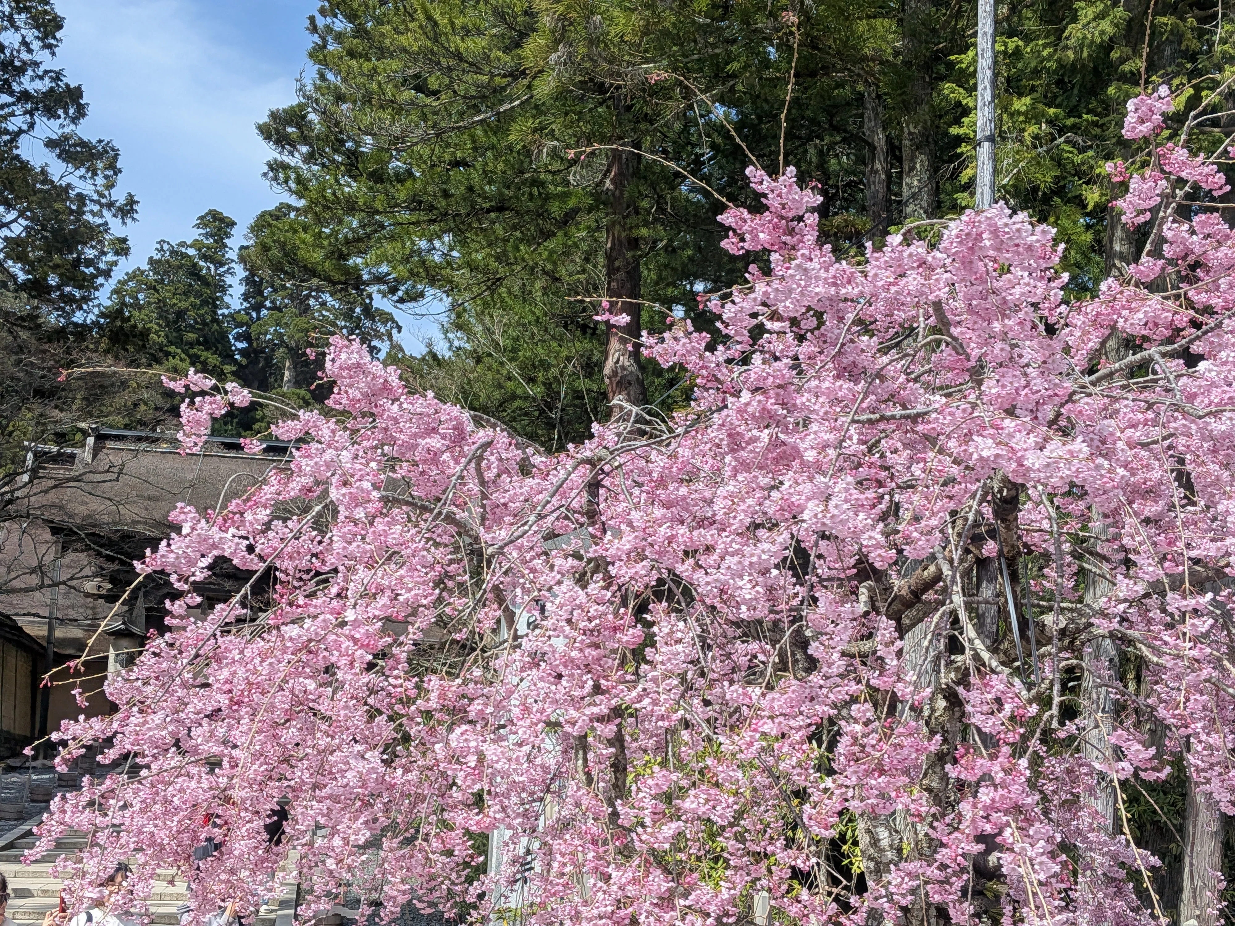 今年は早い！【高野山の桜🌸2026】｜さりー