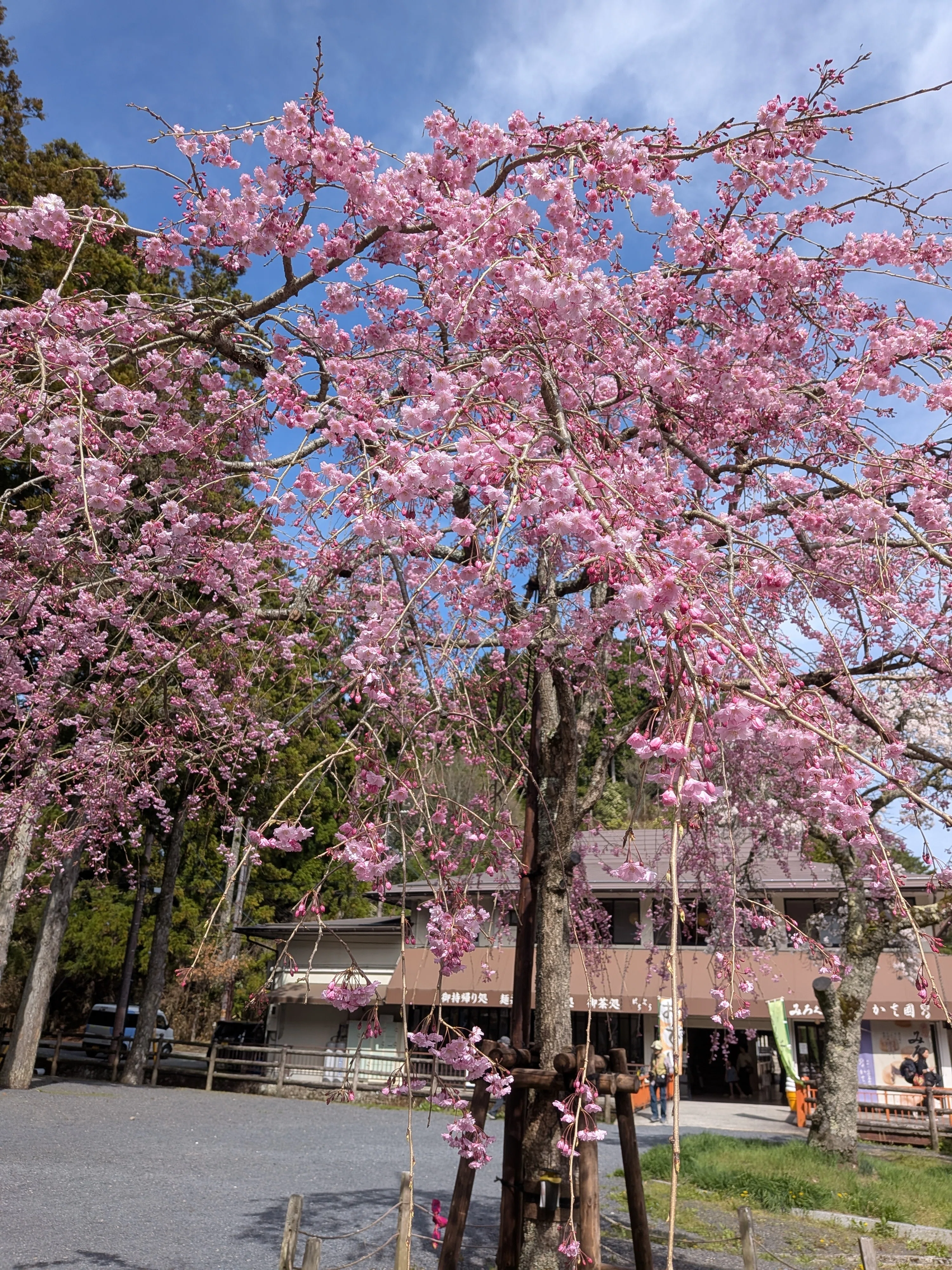 今年は早い！【高野山の桜🌸2026】｜さりー